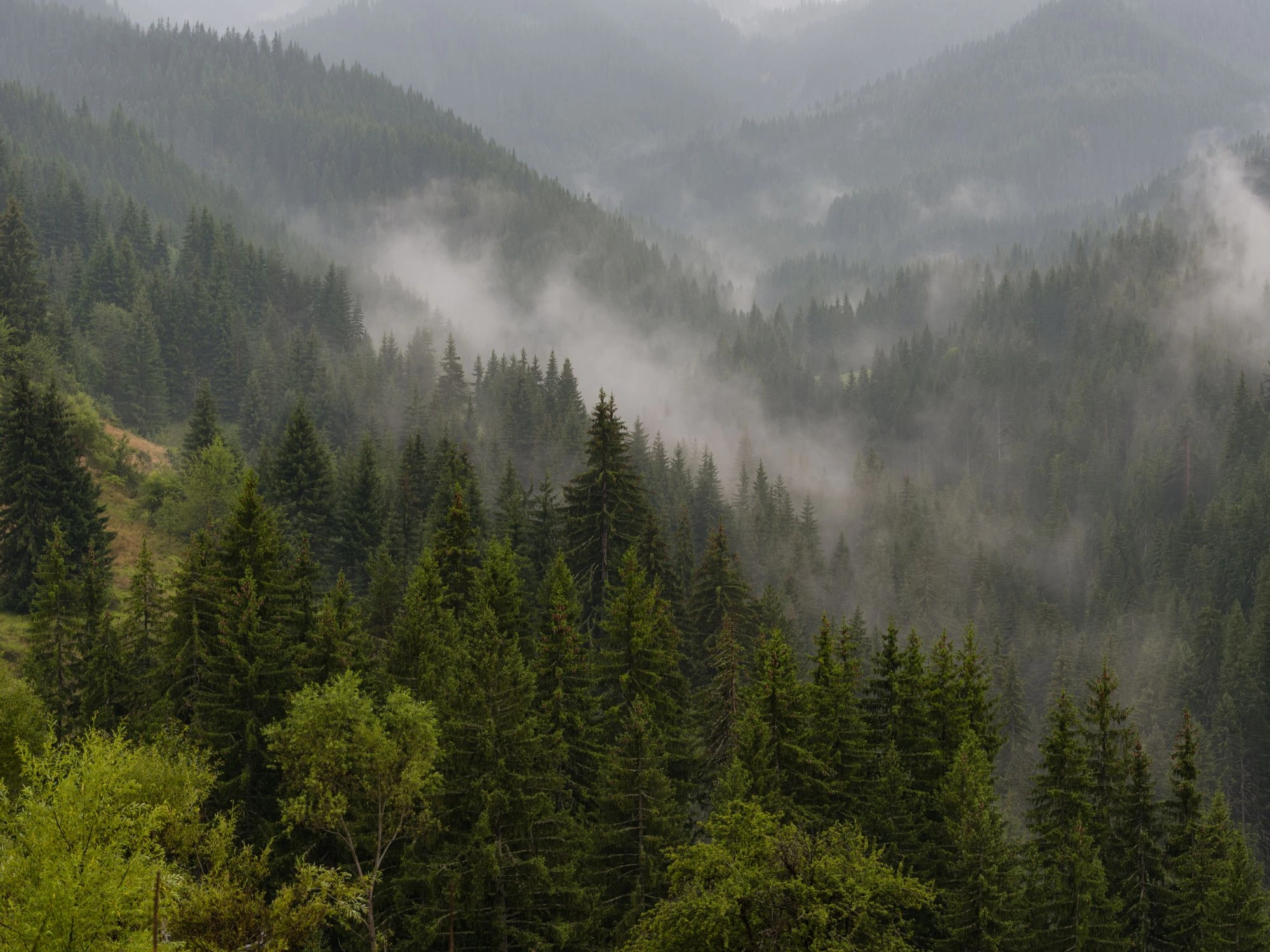 Fog rolling through dense pine forests in the Rhodope Mountains, Bulgaria, after a fresh rain.