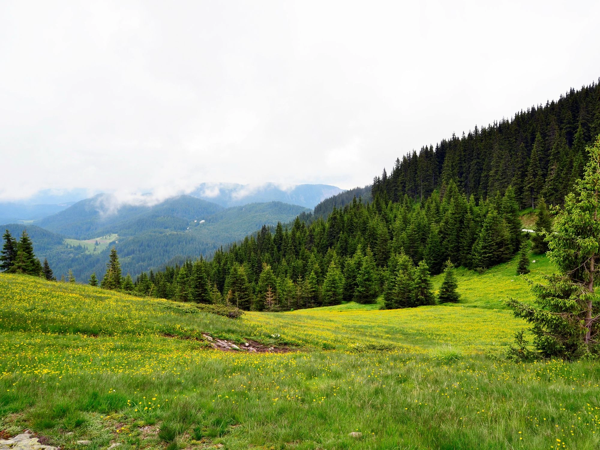 Rolling green meadows and pine forests in the Rhodope Mountains under cloudy skies in Bulgaria.