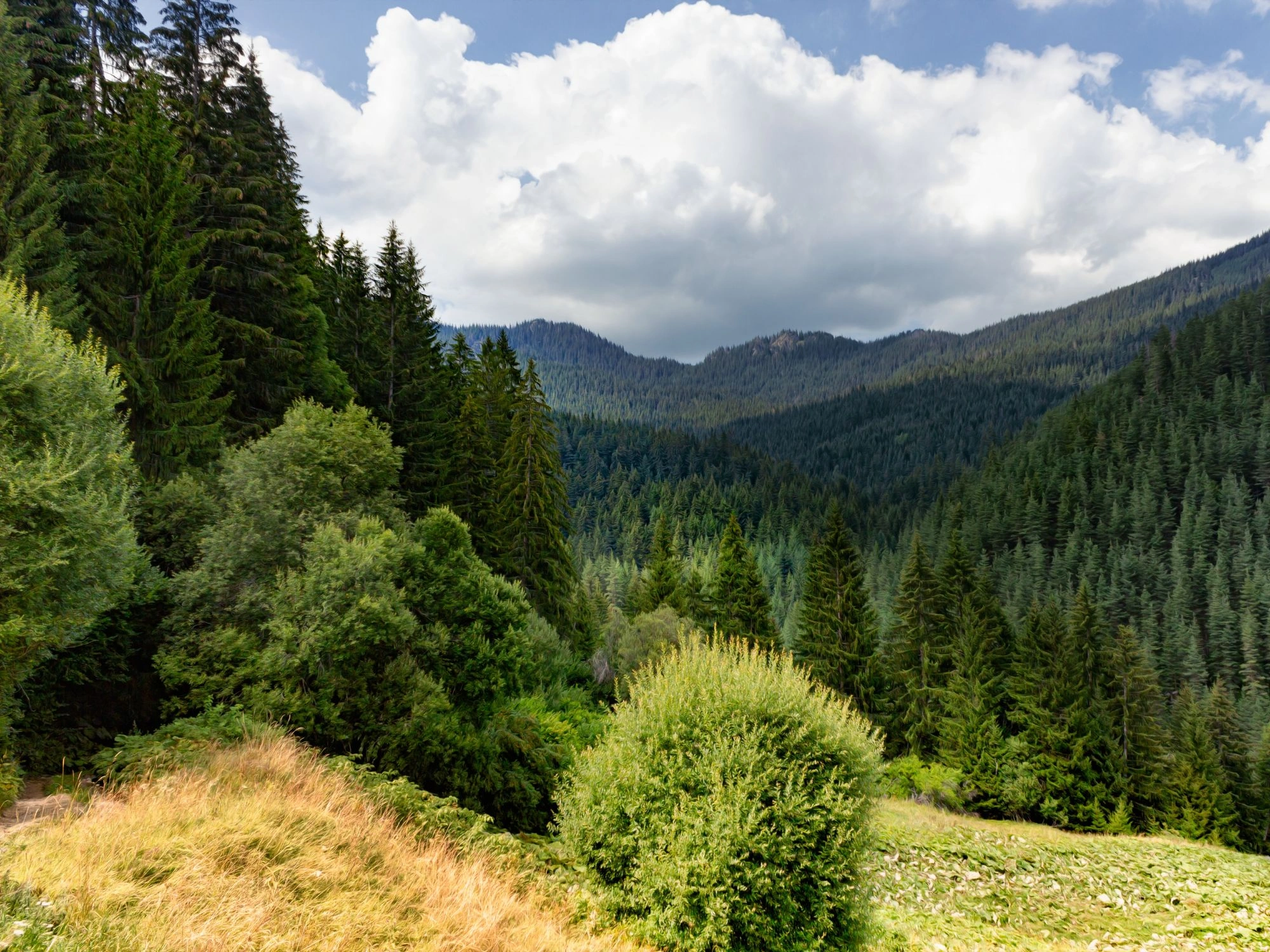 Forest-covered slopes in the Rhodopes with grassy meadows and dramatic skies in southern Bulgaria.
