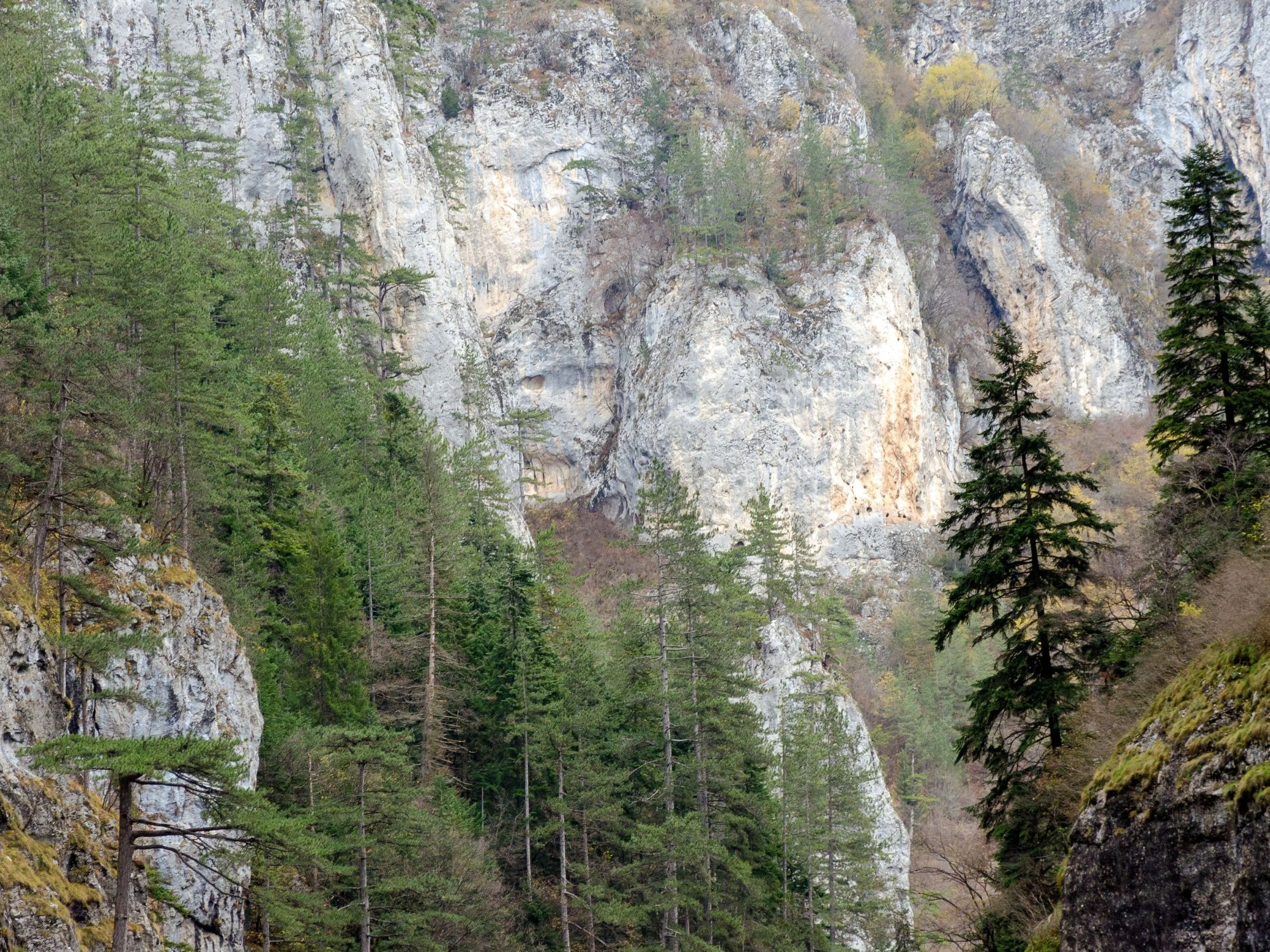 Steep rock cliffs rising above green forests in Trigrad Gorge, Rhodope Mountains, Bulgaria.