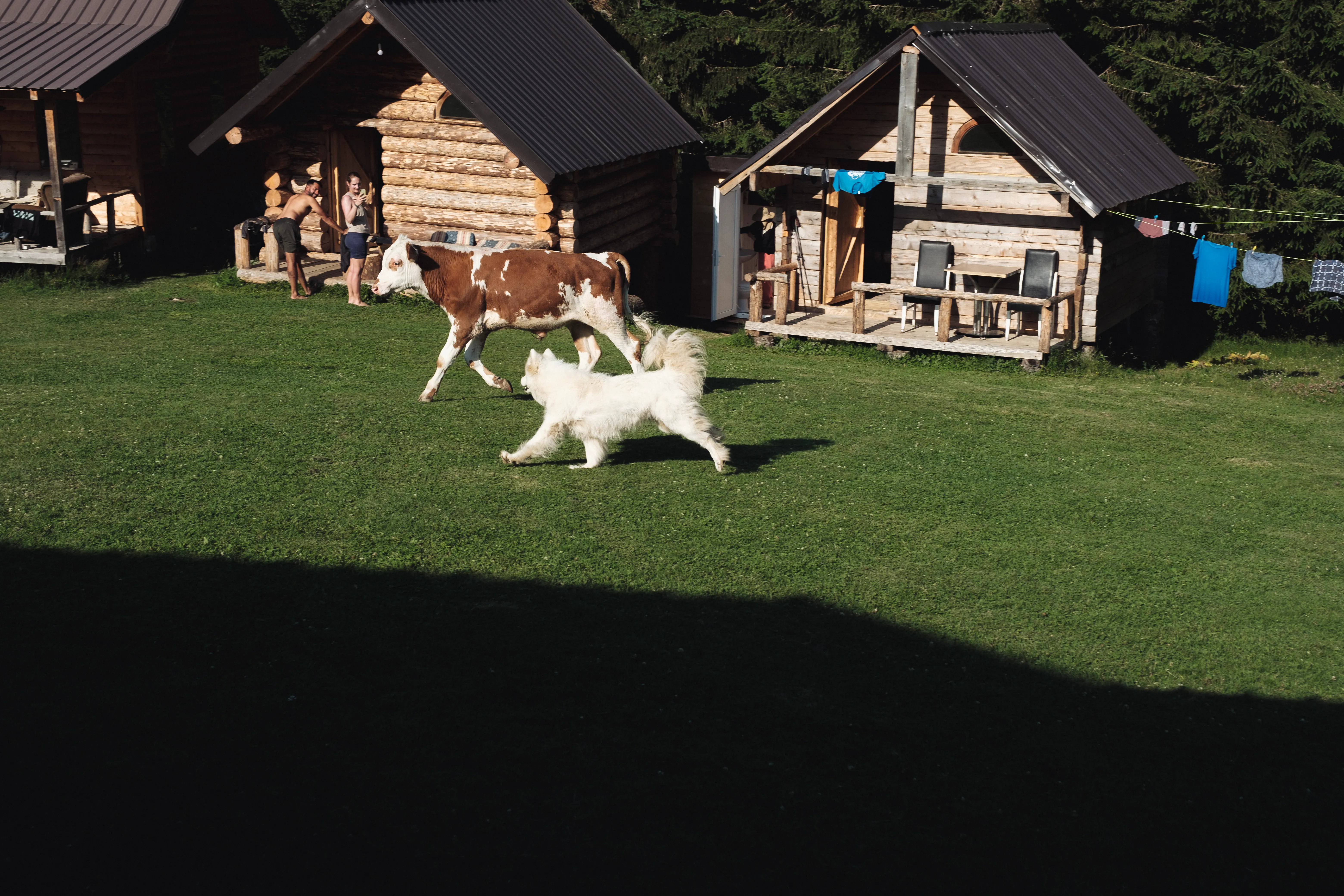Log cabins in Milisevc meadow, with a cow and white dog running across the grass in the Kosovo highlands