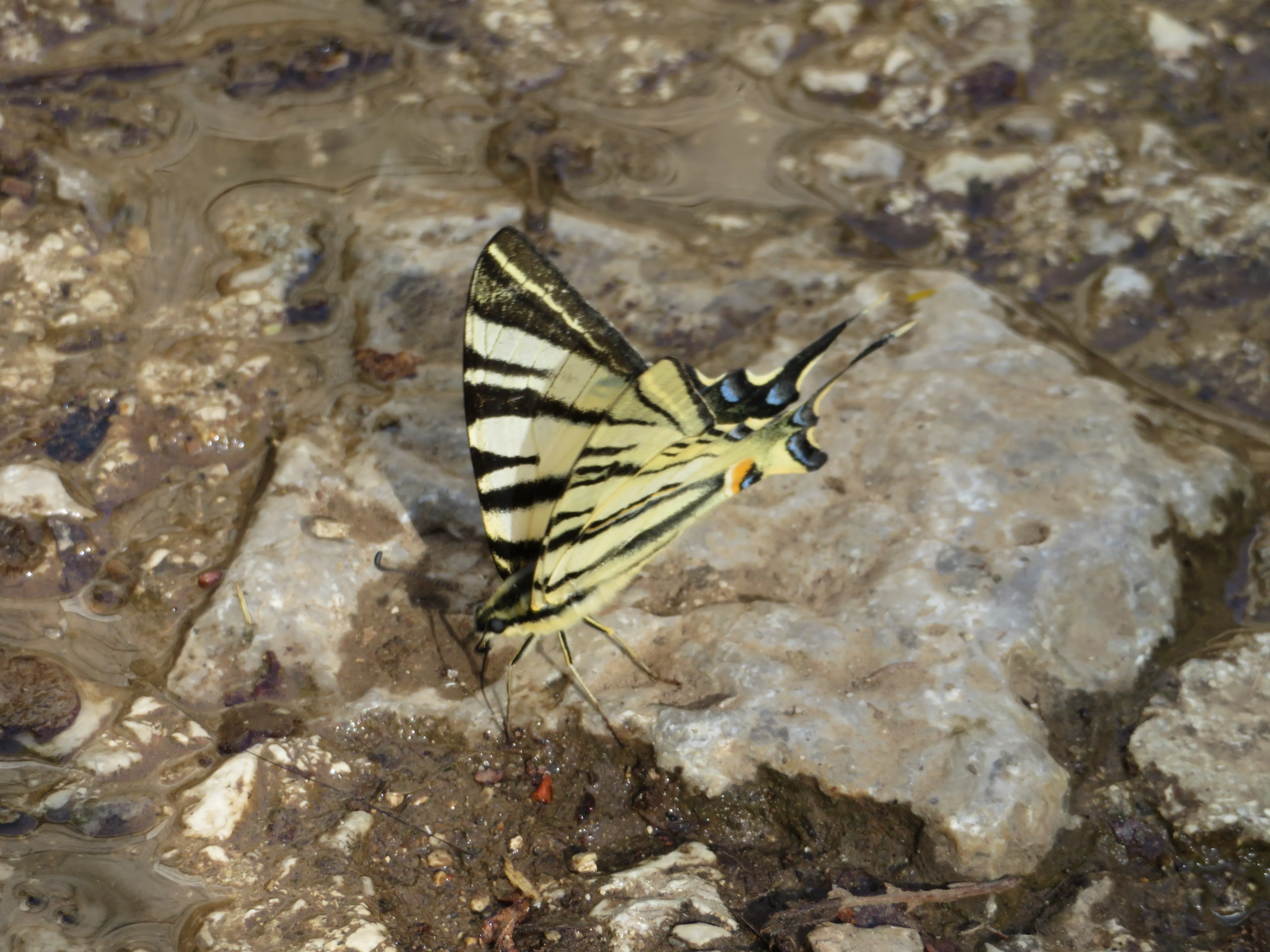 Close-up of a yellow and black butterfly resting on a wet rocky surface in the Pindos mountains.