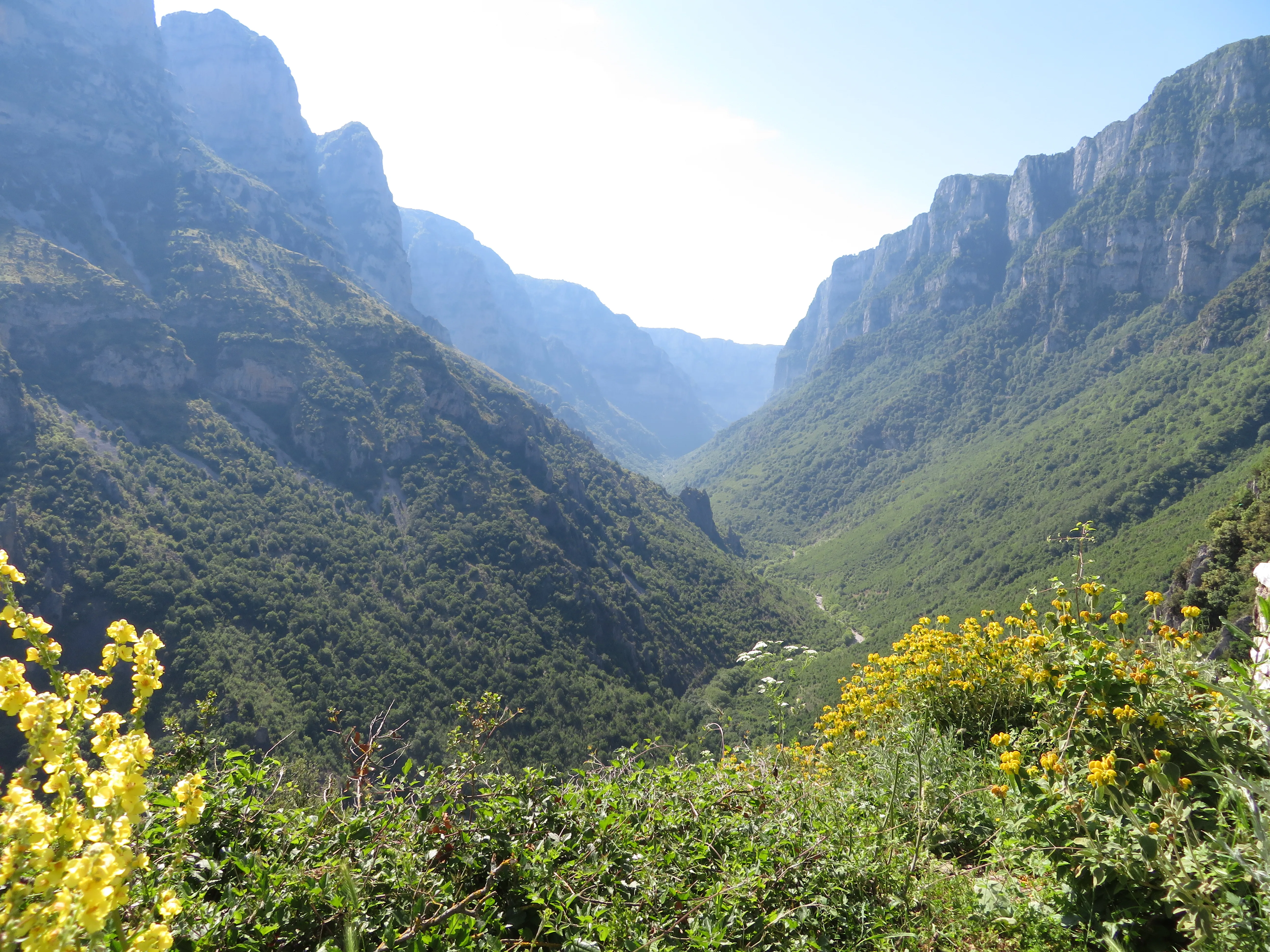 Vikos Gorge in Epirus, Greece, with green slopes, steep cliffs, and wildflowers under clear blue skies.