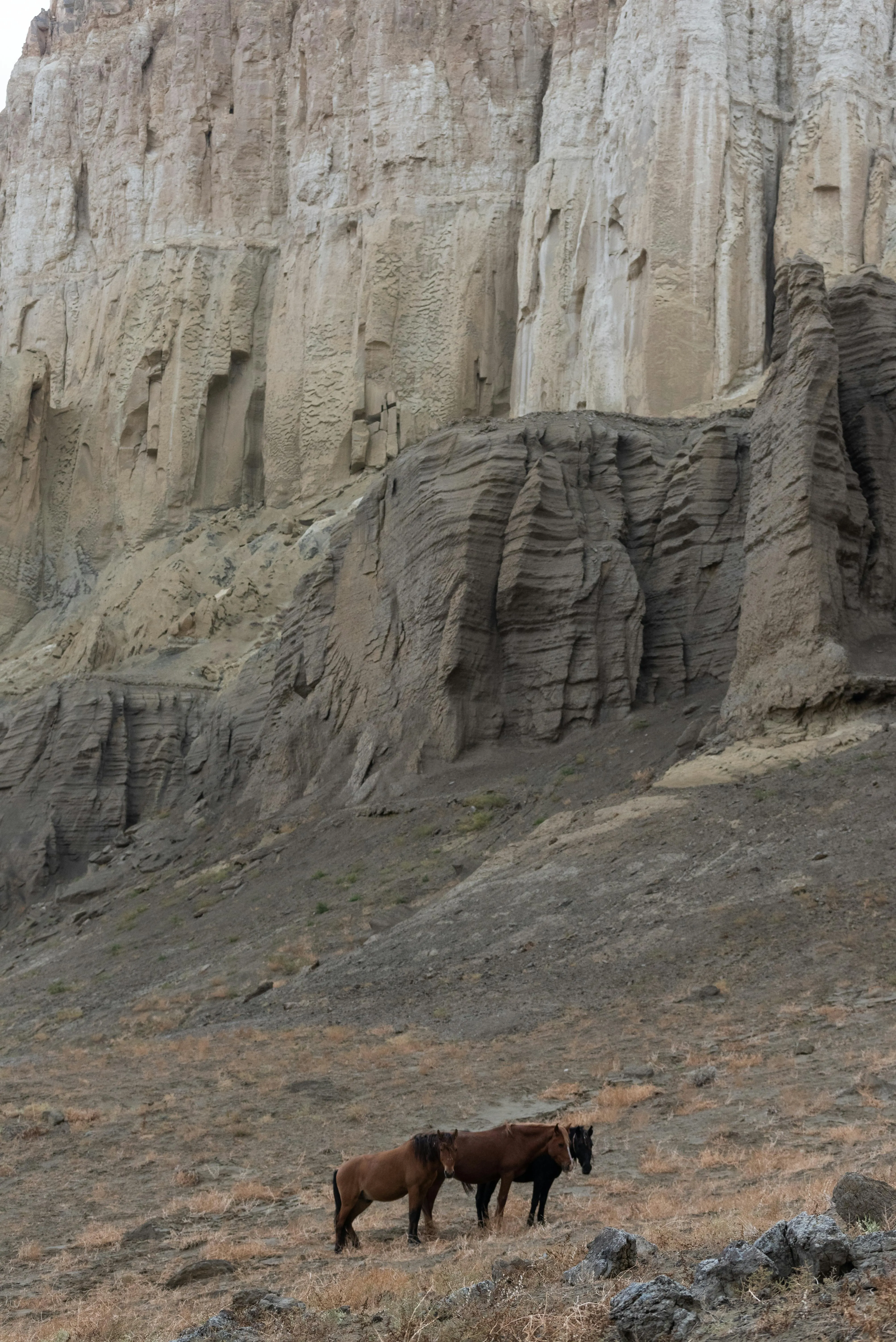 A panoramic desert scene in Mangystau, where weathered rock formations create an alien-like terrain beneath a vast sky, with a group of horses grazing in the foreground.