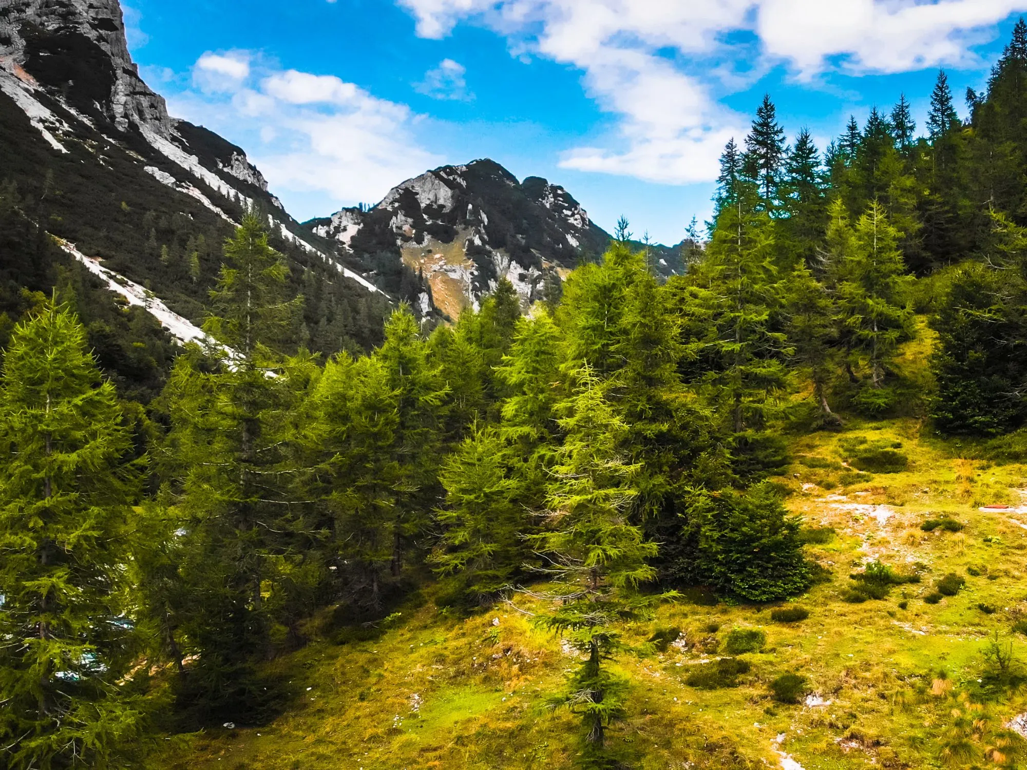 A lush green alpine meadow in Triglav National Park, Slovenia, with a dense forest of conifer trees leading up to rocky mountain peaks under a bright blue sky.