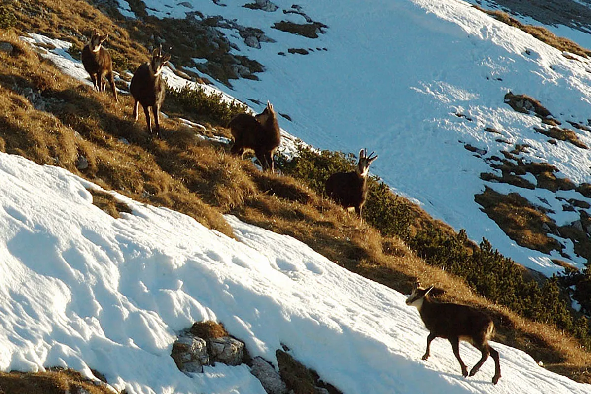 A group of chamois navigating a snowy slope in the Julian Alps, Slovenia, with patches of golden grass and snow-covered terrain.