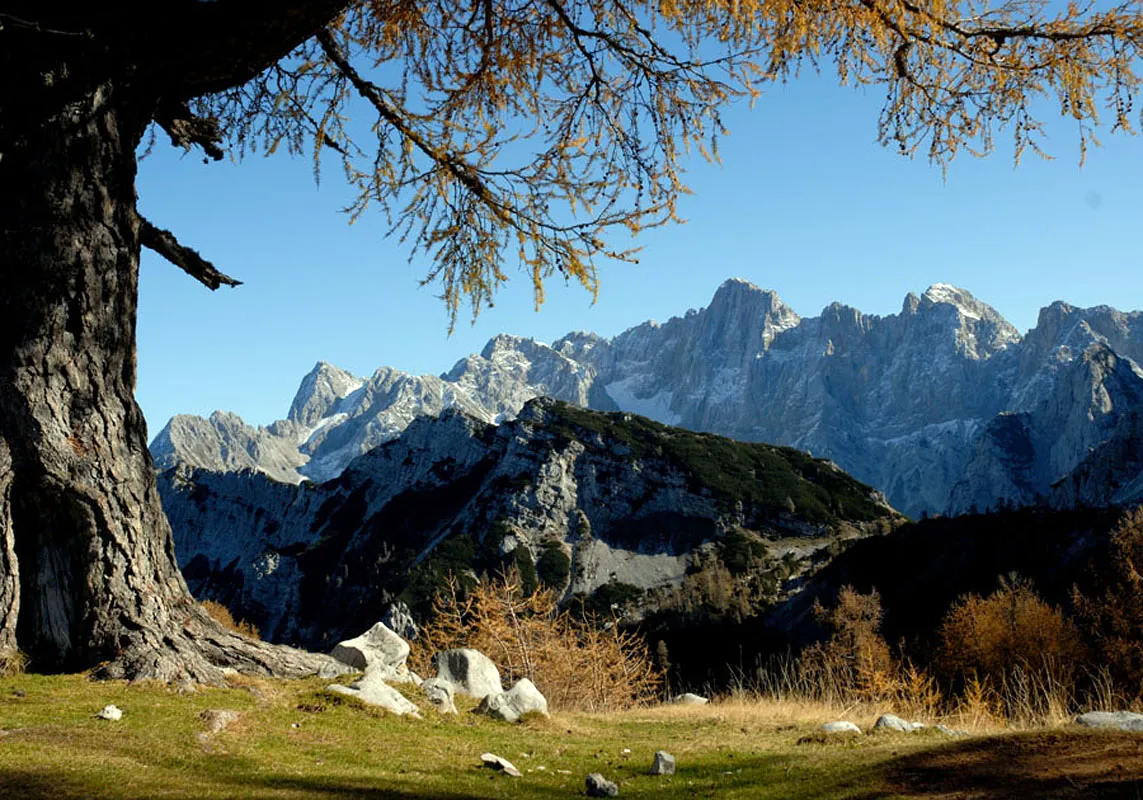 A panoramic view of the Julian Alps in Slovenia framed by the branches of a large tree, with rugged mountain ridges stretching across the horizon.