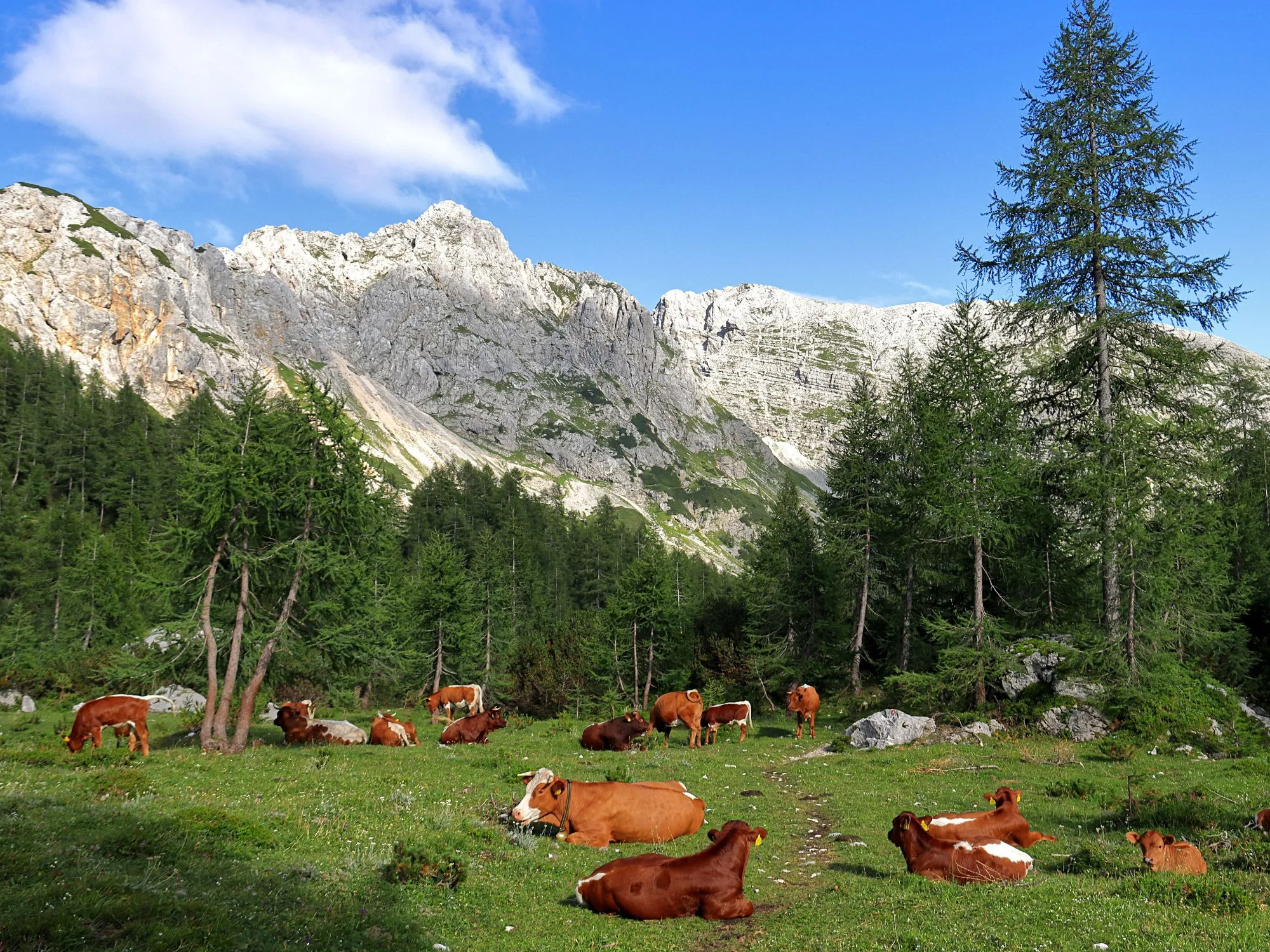 Scenic alpine meadow in Triglav National Park, Slovenia, with grazing cows and dramatic Julian Alps backdrop – perfect hiking destination.