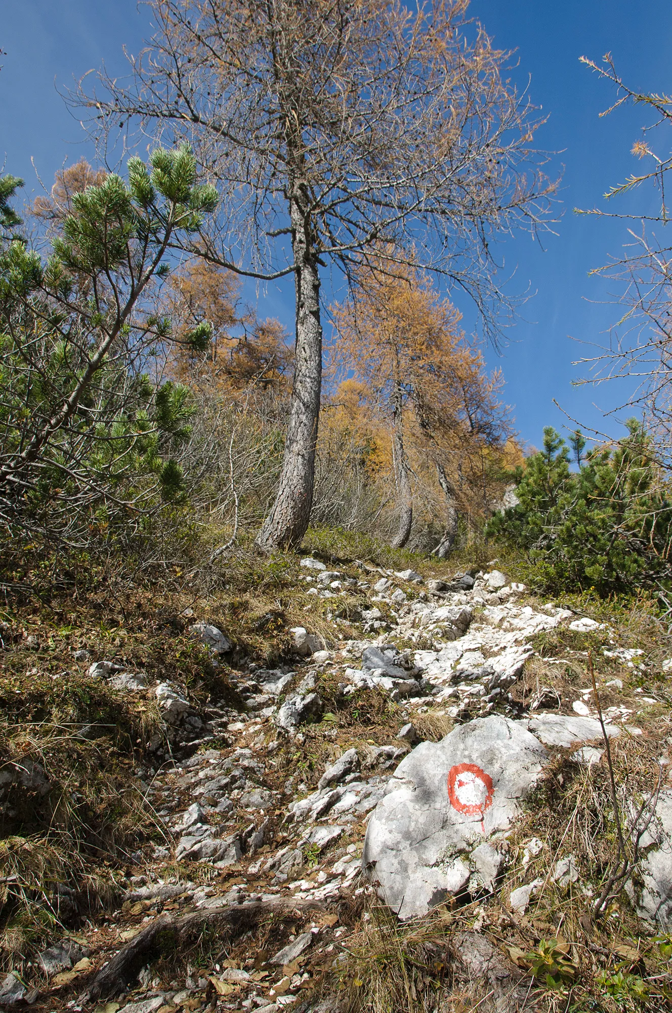 Marked hiking trail through rocky alpine forest in the Julian Alps, Slovenia, showcasing autumn foliage and adventure trekking routes.