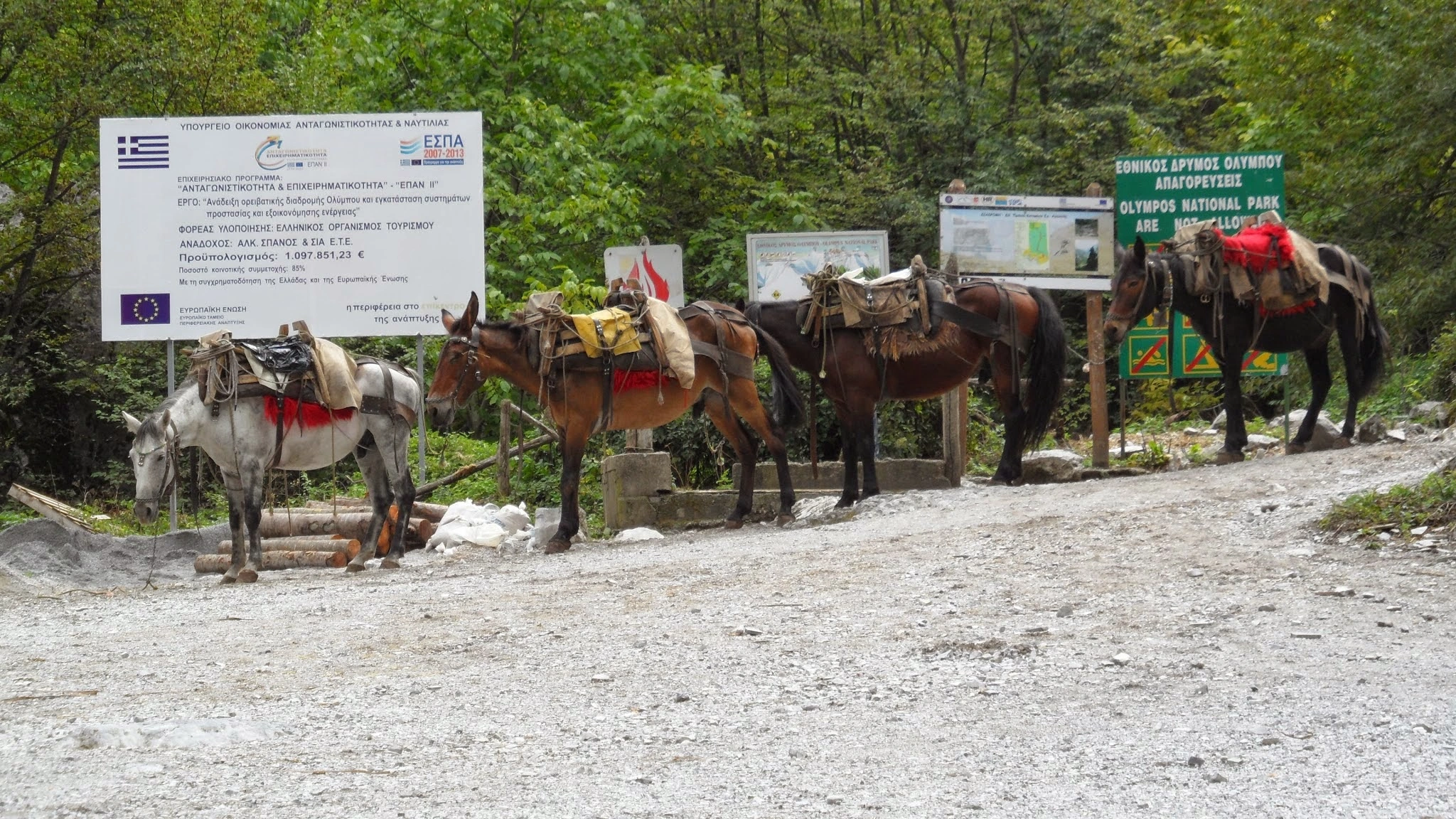 Pack horses loaded with supplies at the entrance of Mount Olympus National Park, Greece, ready for mountain trekking routes.