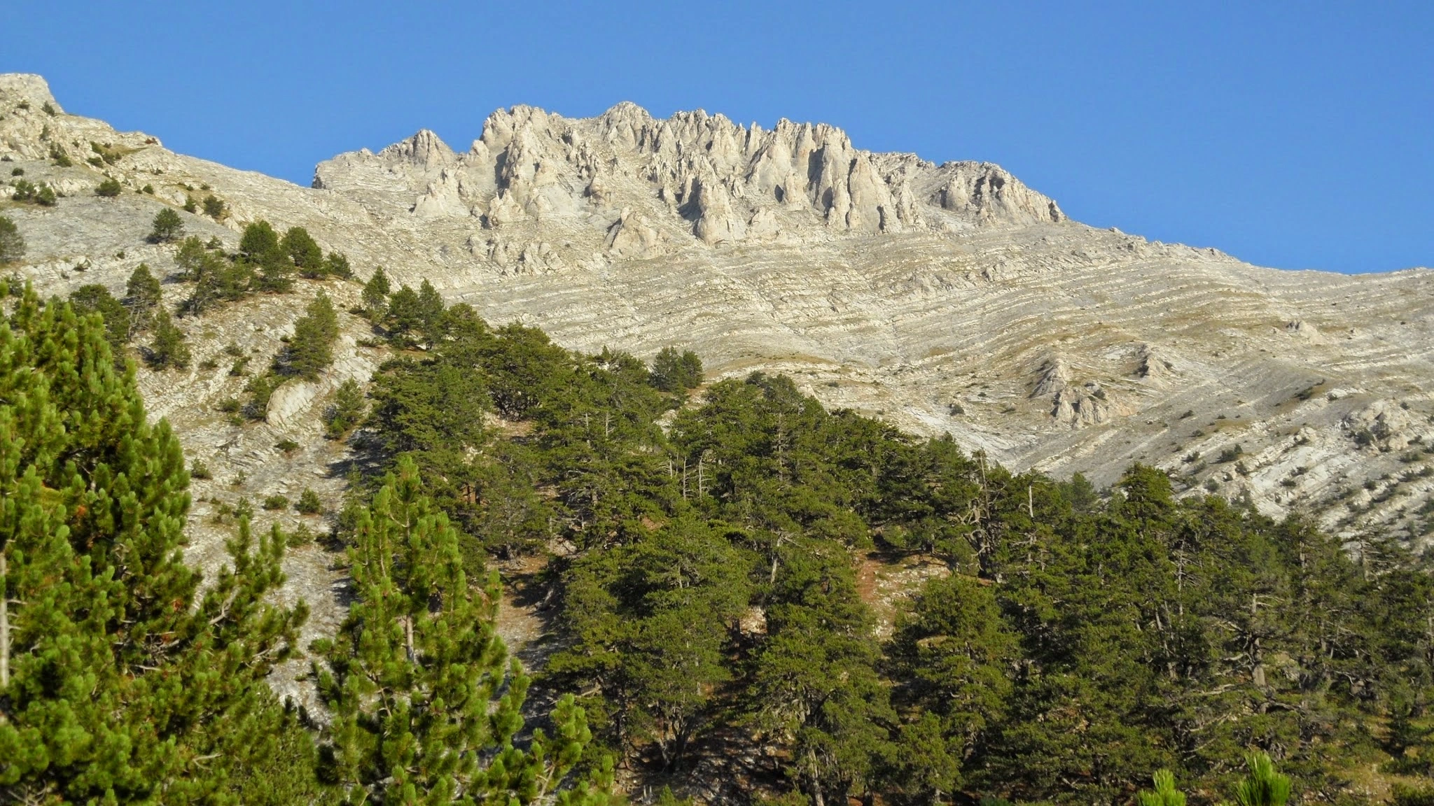 View of the rugged slopes and dense pine forests on Mount Olympus, Greece, with clear blue skies above.