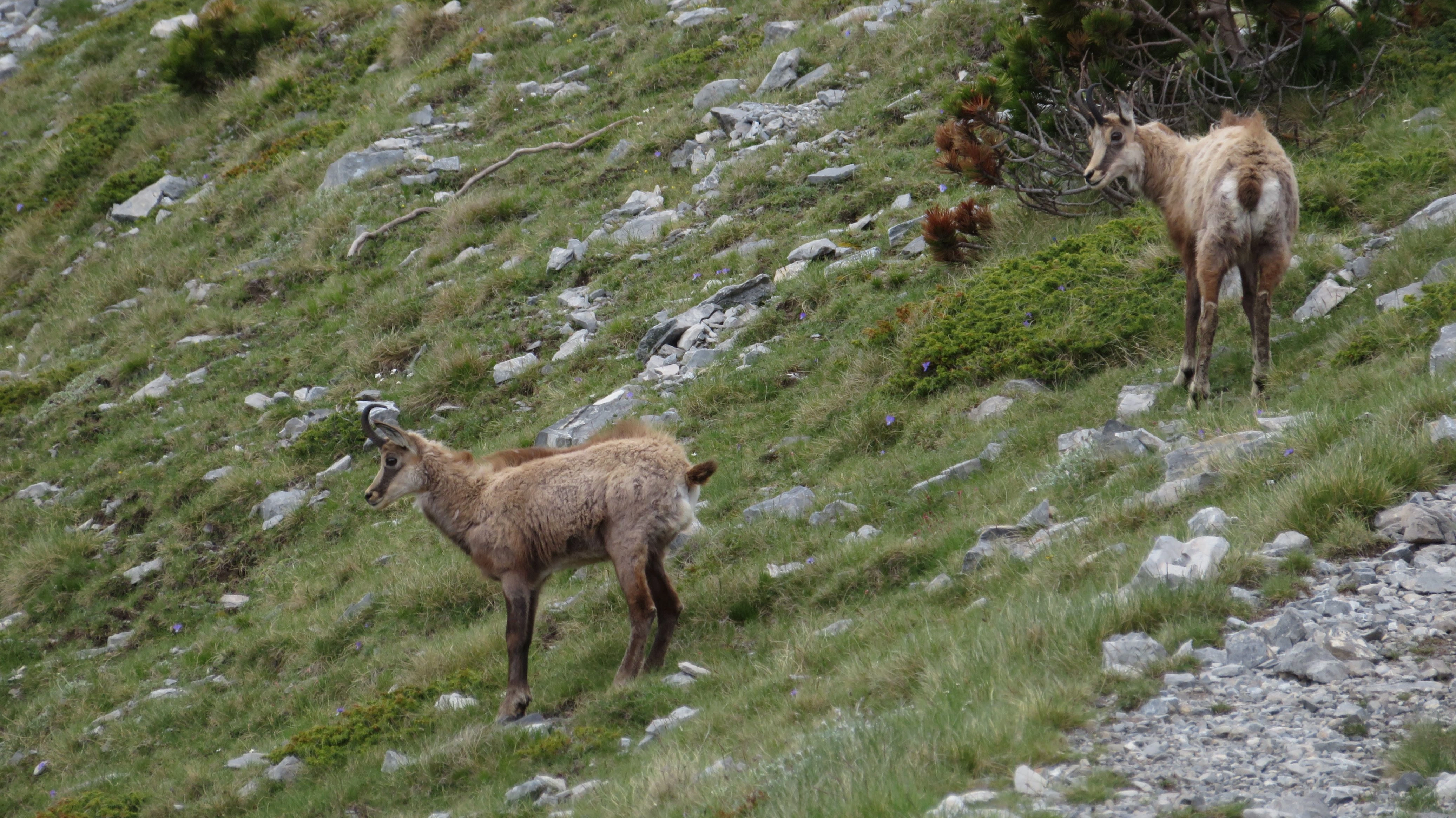 Two wild chamois grazing on rocky slopes near the Muzen Plateau on Mount Olympus, Greece, during a summer hike.