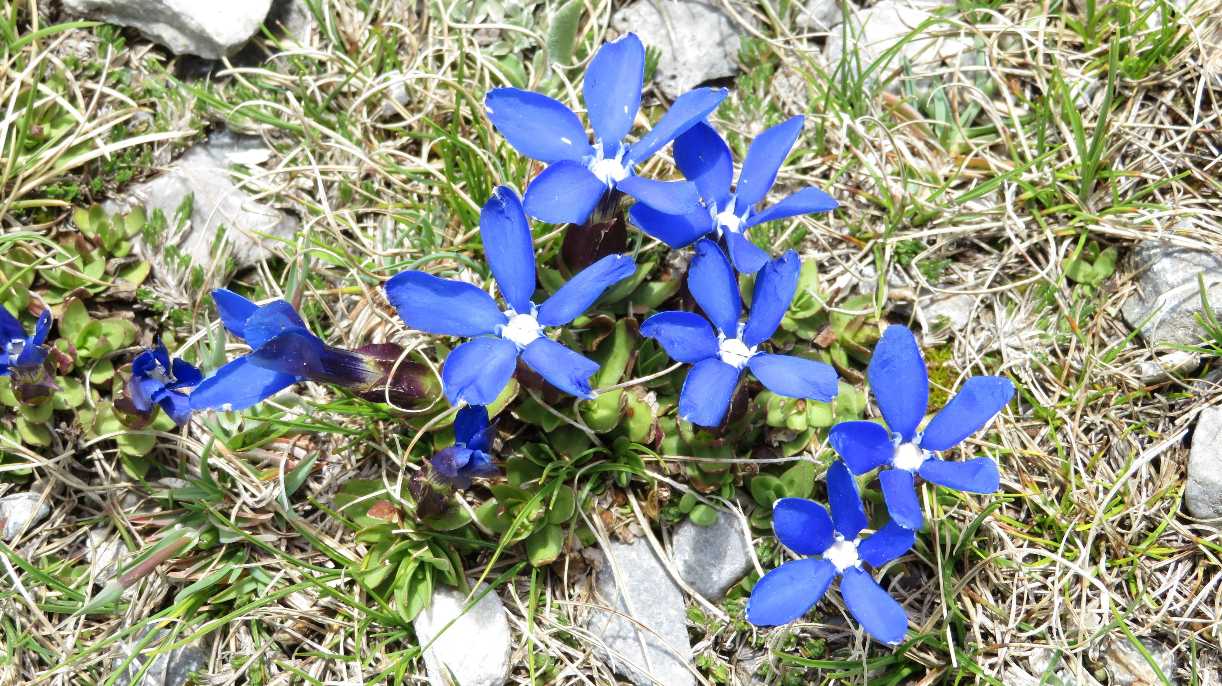Close-up of vibrant blue gentian flowers blooming on the Muzen Plateau, Mount Olympus, Greece, in alpine grassland.