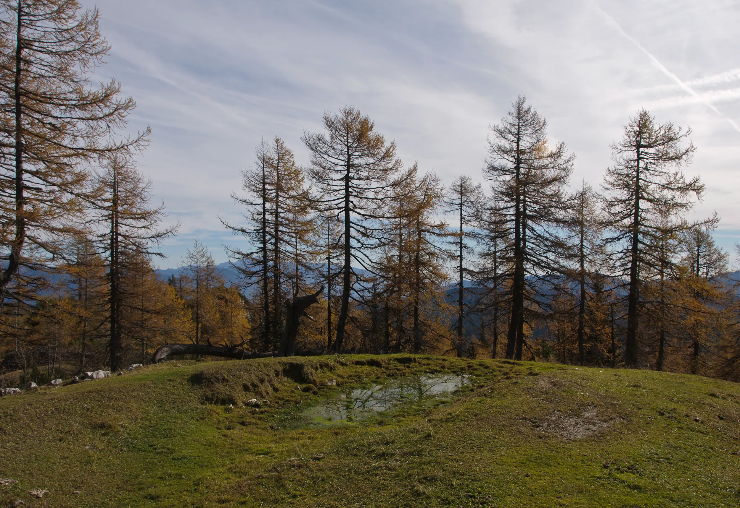 Golden larch trees in autumn on a serene hiking trail in the Julian Alps, Slovenia – nature walking holiday in Triglav National Park.