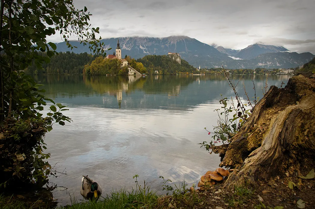 A peaceful lakeside view of Lake Bled in Slovenia, framed by overhanging tree branches, with the island church and surrounding forest reflected in the calm water.