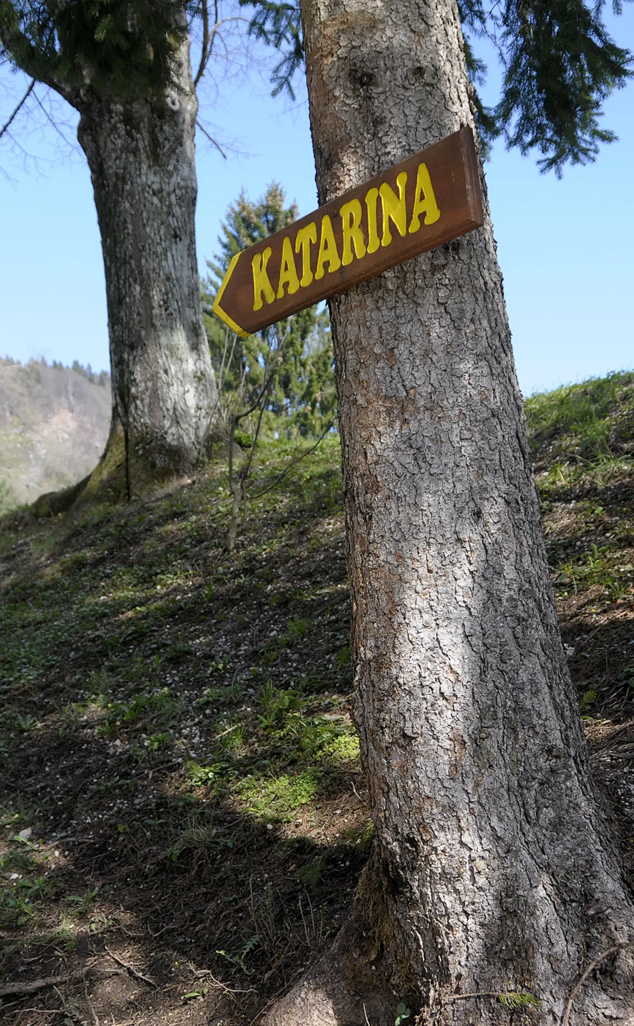 Wooden directional sign reading "KATARINA" nailed to a tree trunk along a forest hiking trail.