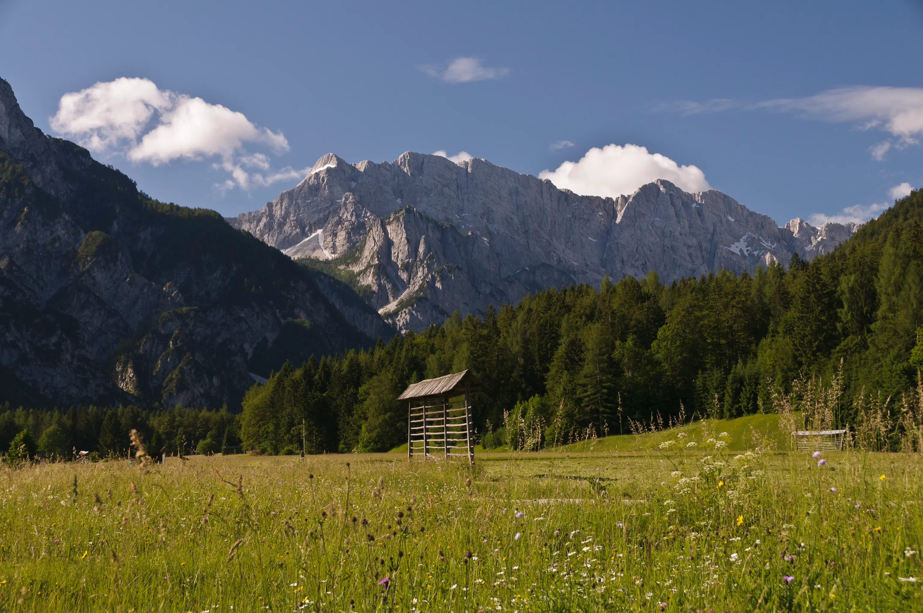 Alpine meadow with wildflowers in bloom, backed by dramatic rocky peaks and dense green forest.