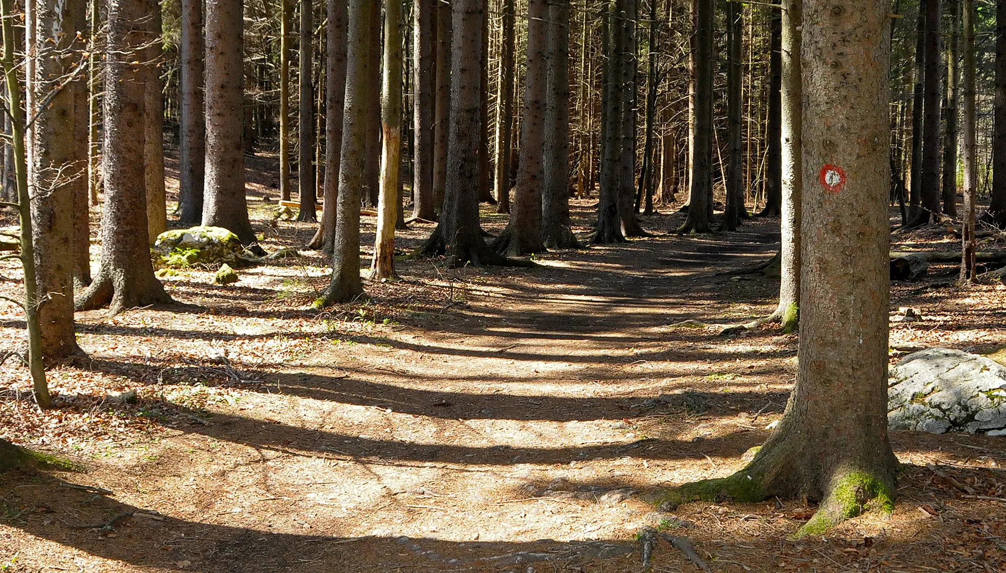Forest clearing with a marked hiking trail sign painted in red and white on the trunk of a tree.