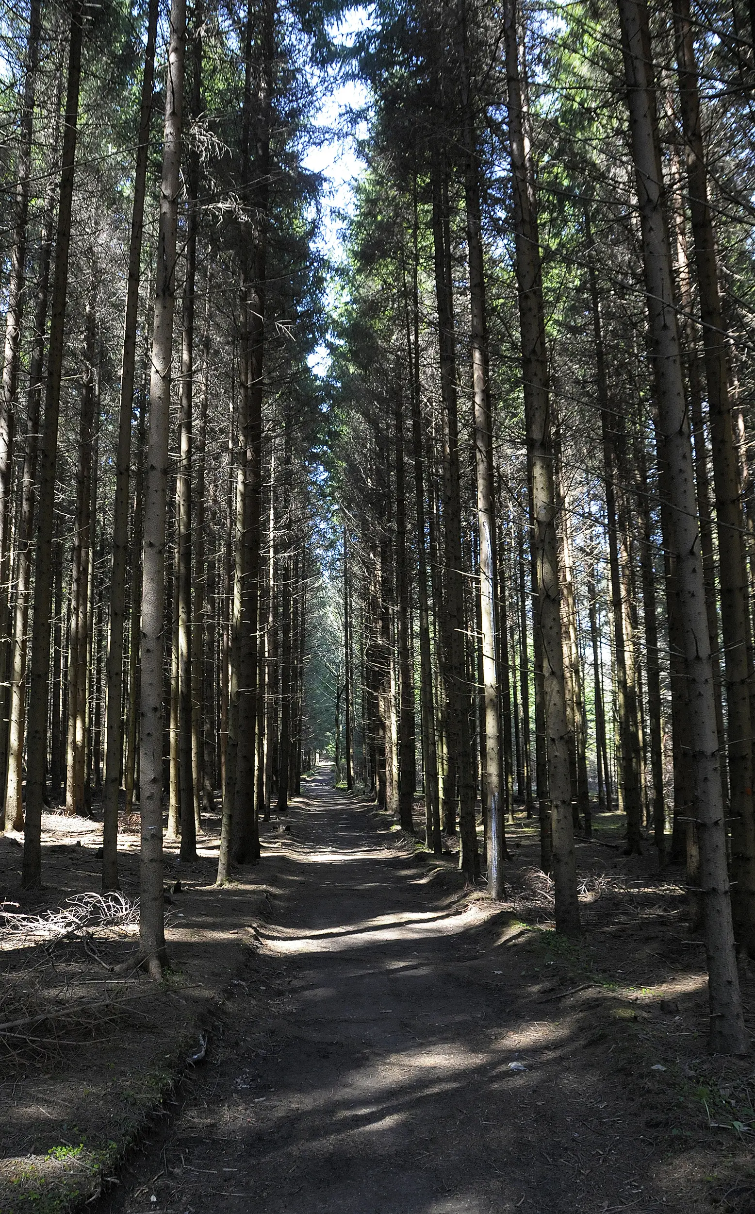 Forest path lined with tall, straight pine trees, sunlight filtering through the canopy onto the dirt trail.