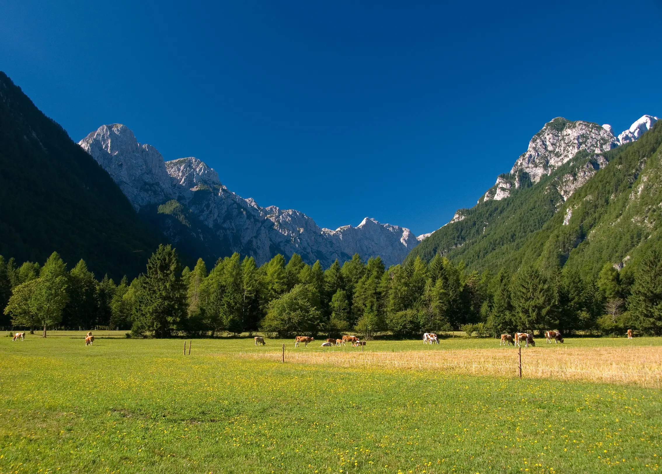 Open meadow with grazing cows, framed by dense forest and towering peaks in the Slovenian Alps.