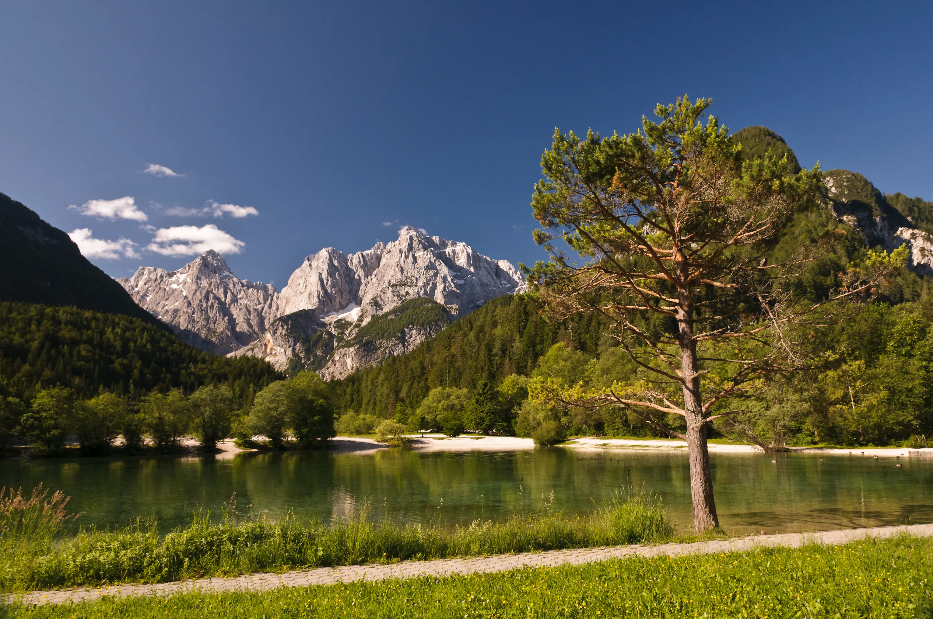 Lakeside walking path with a lone tree, leading towards the snow-capped peaks of the Slovenian Alps.