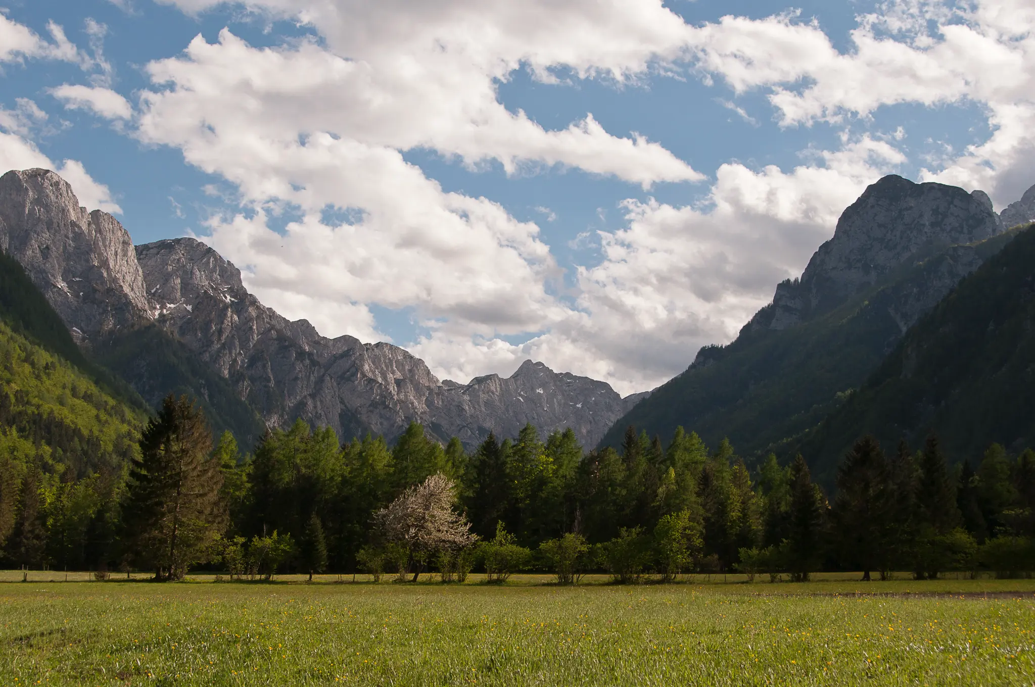 Alpine meadow with scattered trees, surrounded by forest and dramatic peaks under partly cloudy skies.