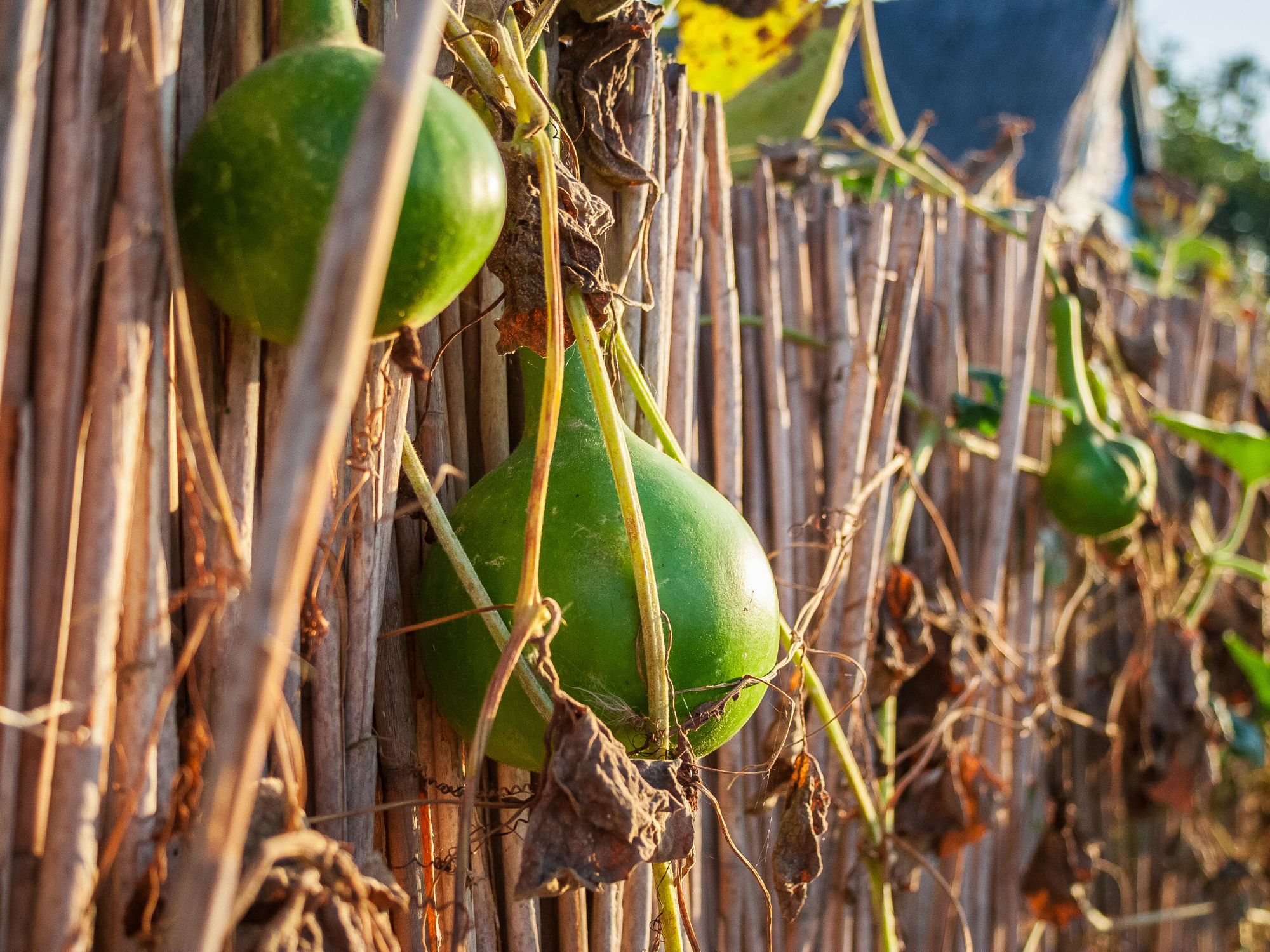 Green bottle gourds hanging on a rustic wooden fence, bathed in golden sunlight in a rural Romanian village.
