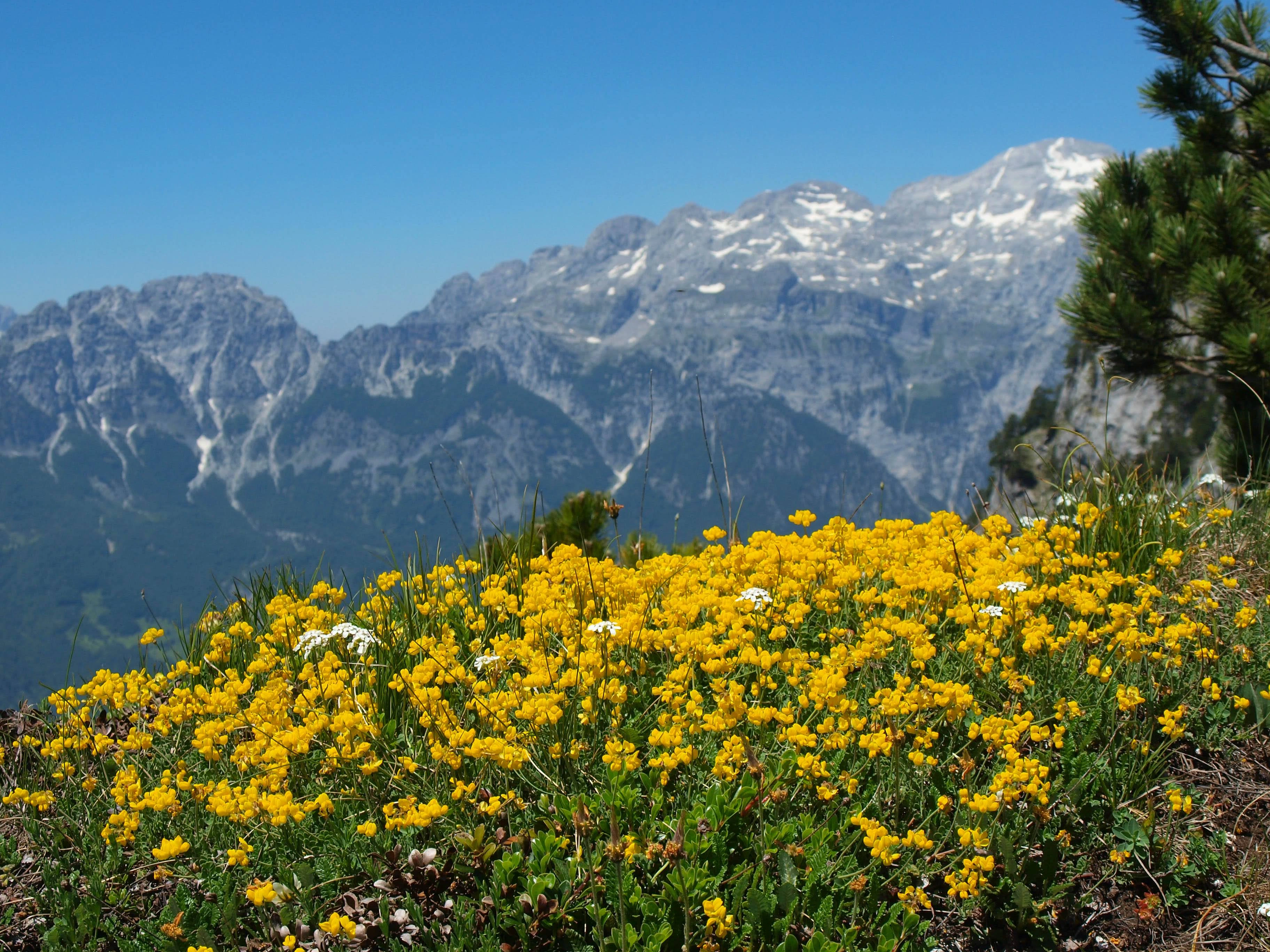 A field of vibrant yellow wildflowers with towering, craggy peaks in the background.