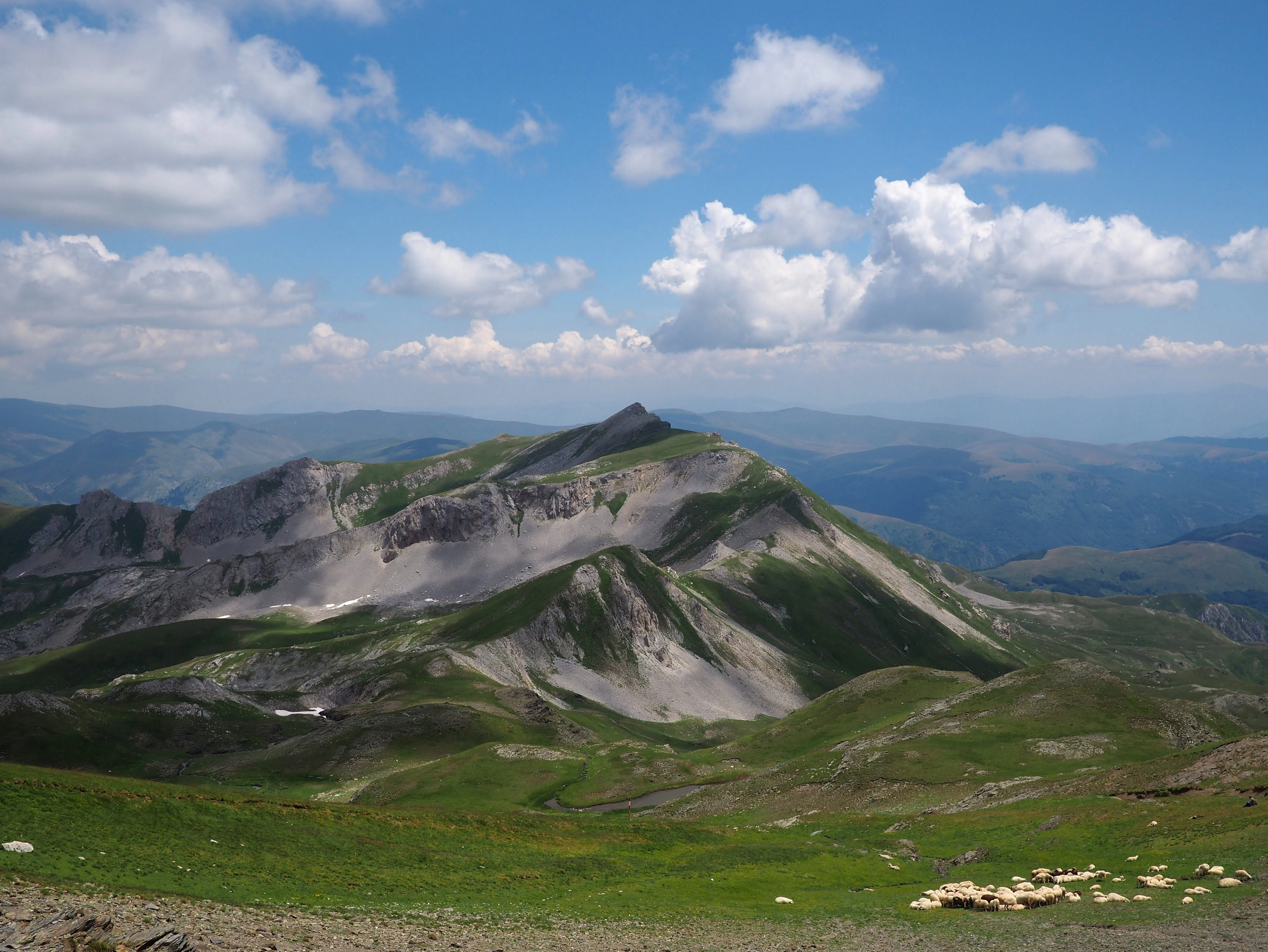 A flock of sheep grazes on a lush mountain ridge, with jagged gray peaks towering under a clear sky.
