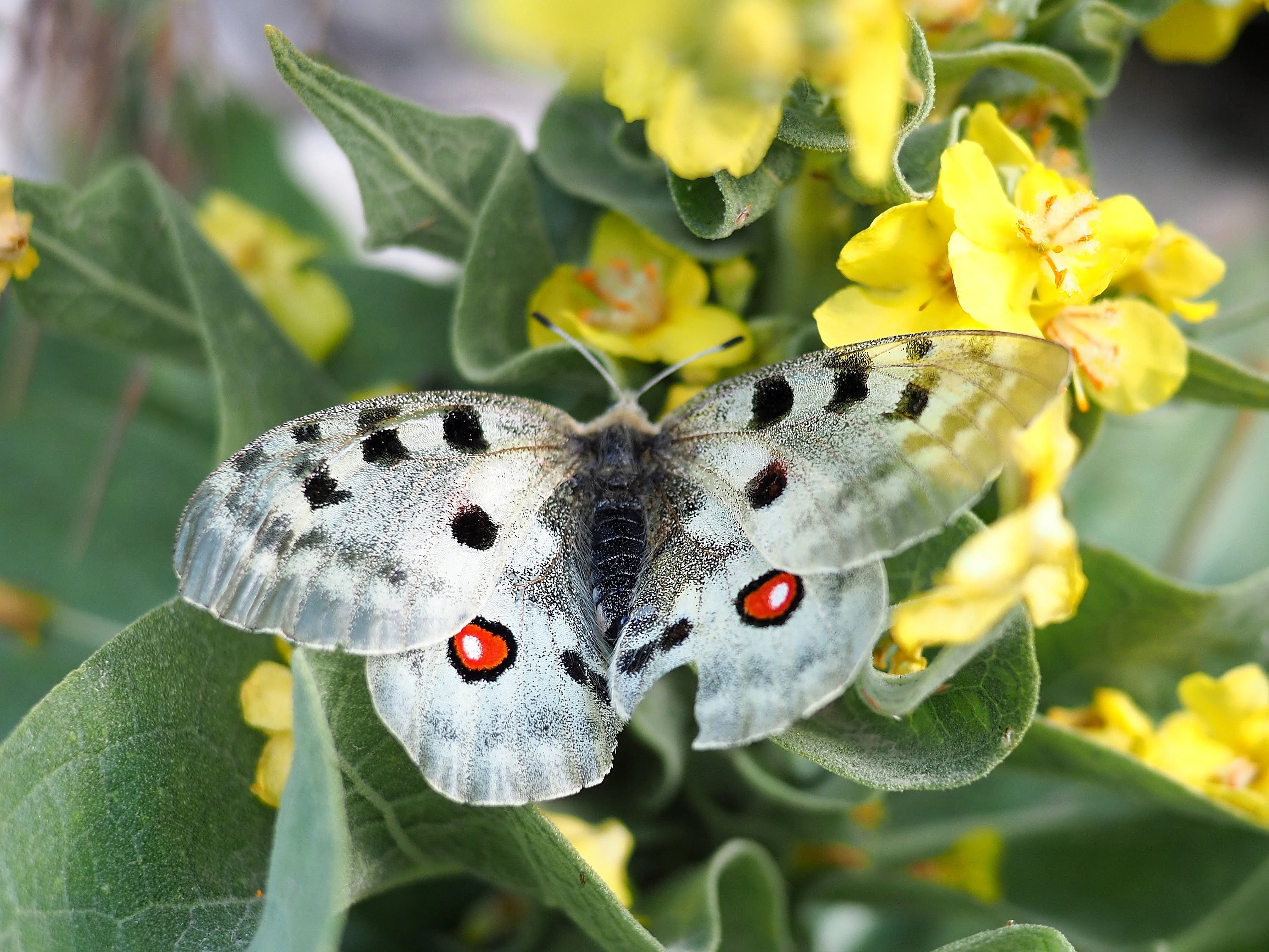 A white Apollo butterfly with red spots rests on bright yellow wildflowers in a sunny meadow.