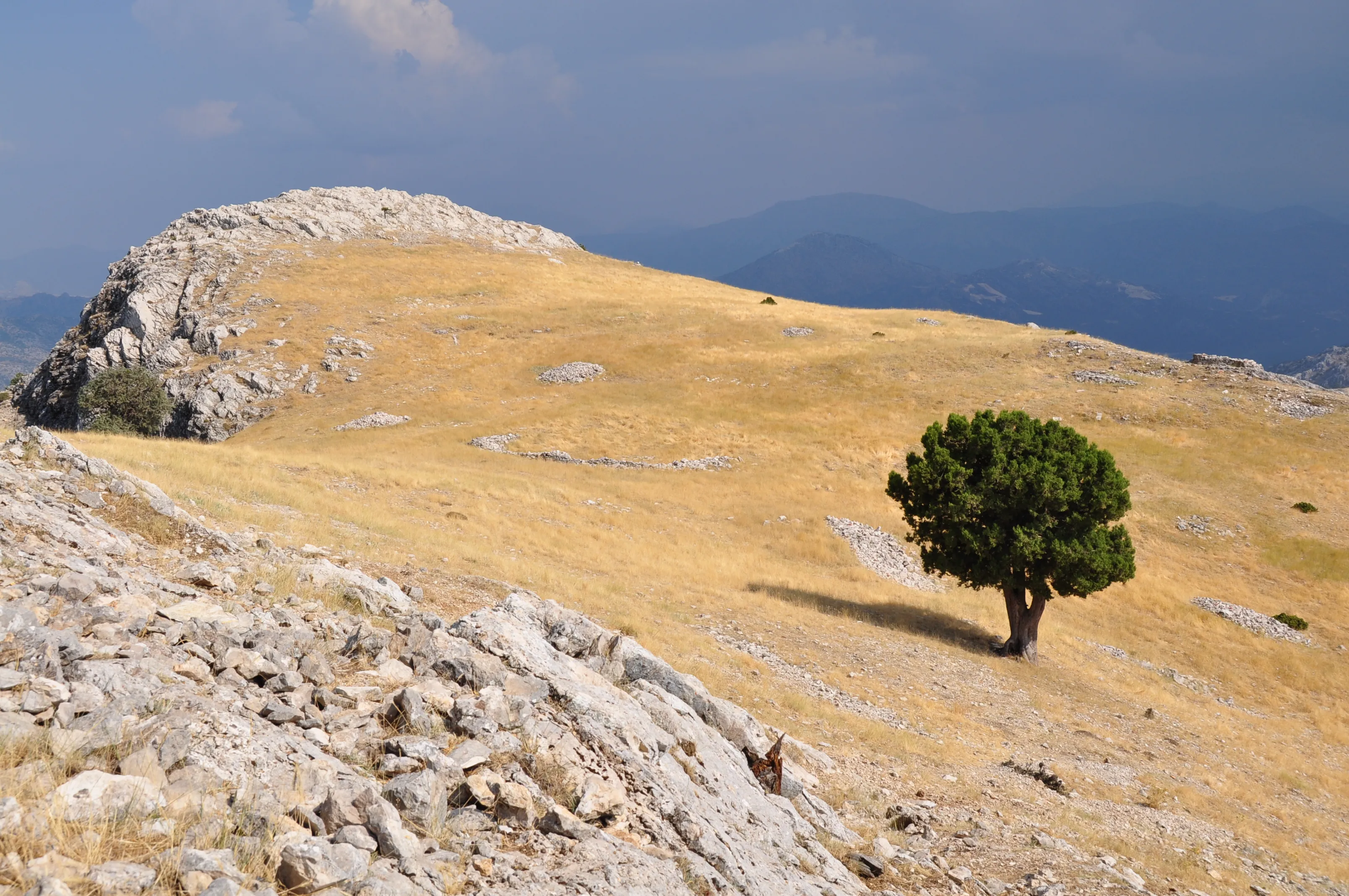 A lone tree stands in a golden field on a rugged hilltop under dark clouds on the St. Paul Trail.