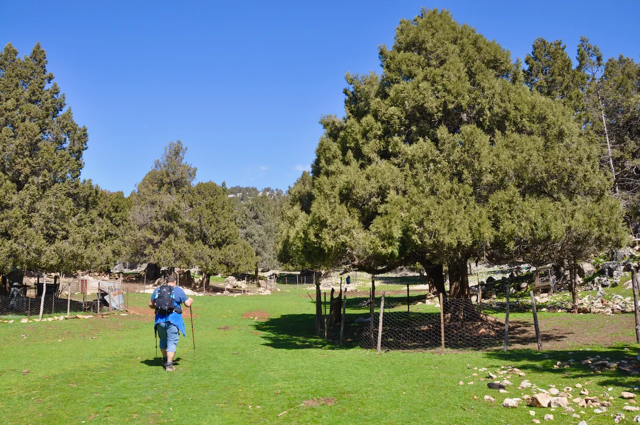 A hiker in a blue jacket walks across a green meadow with scattered trees along the St. Paul Trail.