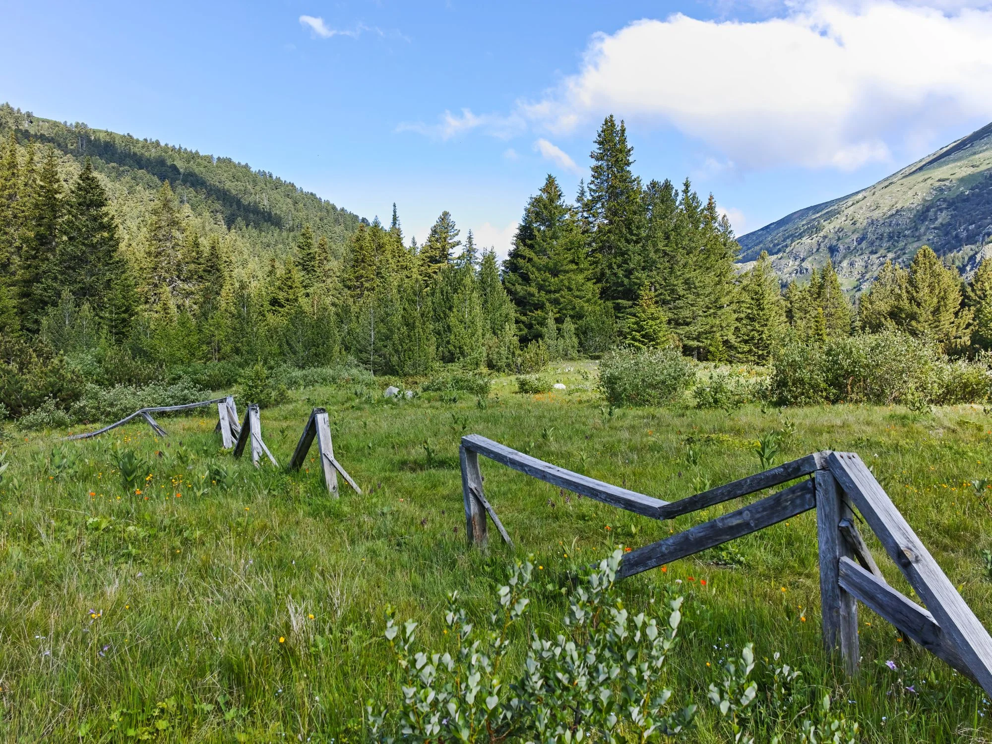 A wooden fence stretches across a meadow in Rila, Bulgaria, surrounded by pine trees and wildflowers.
