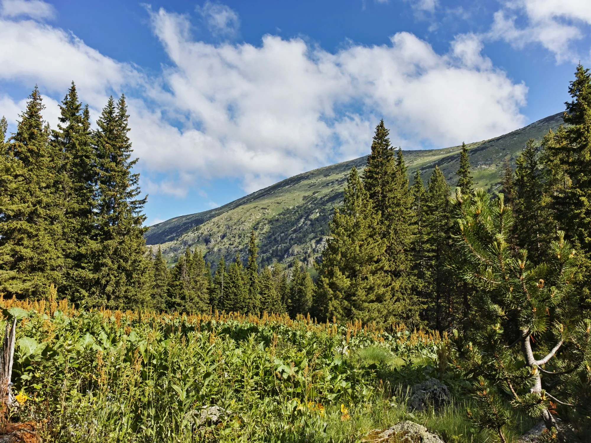 Dense evergreen forest covering the slopes of Rila Mountain, Bulgaria, under a bright blue sky.