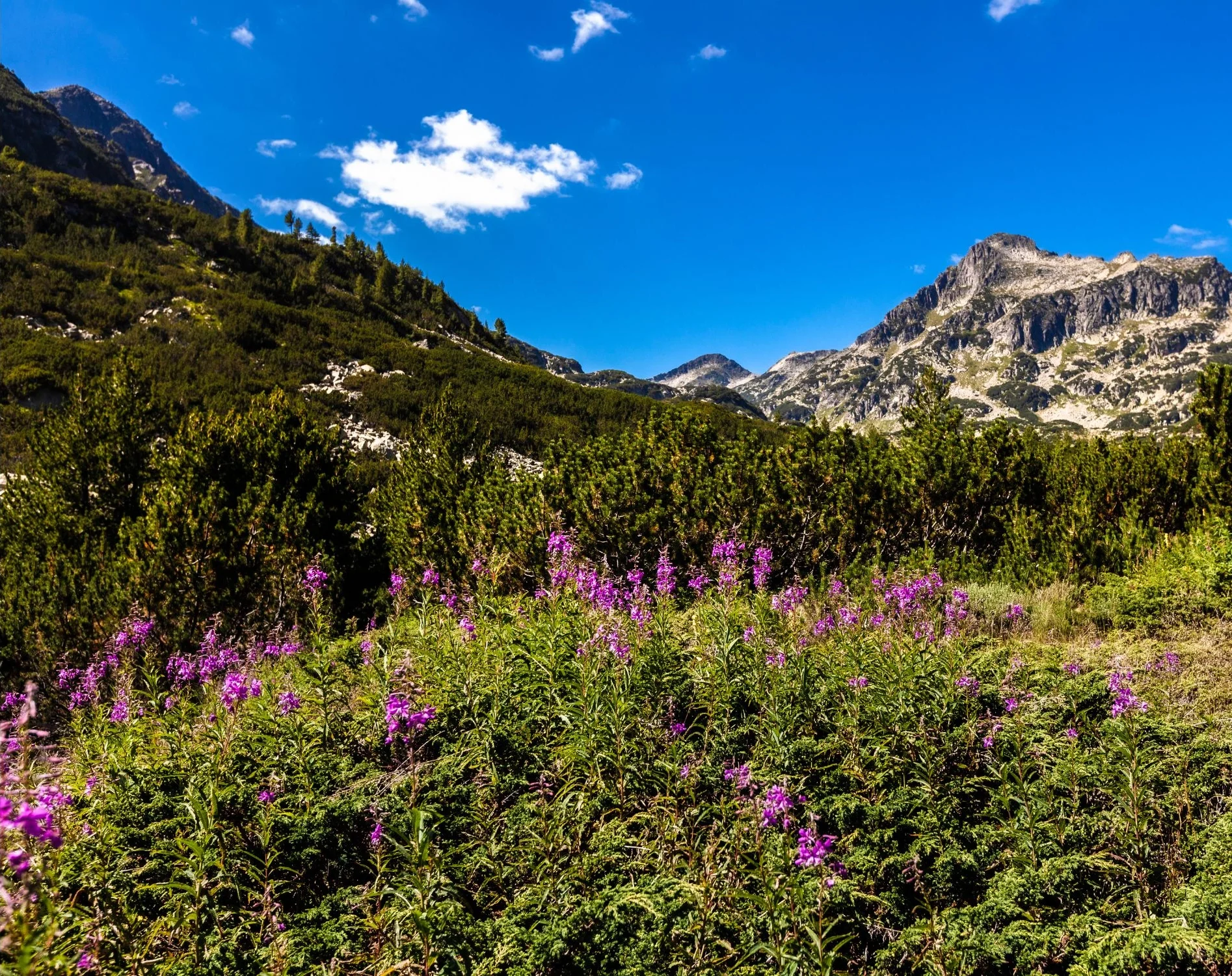 Purple wildflowers bloom in Pirin Mountain, Bulgaria, with rugged slopes in the background.