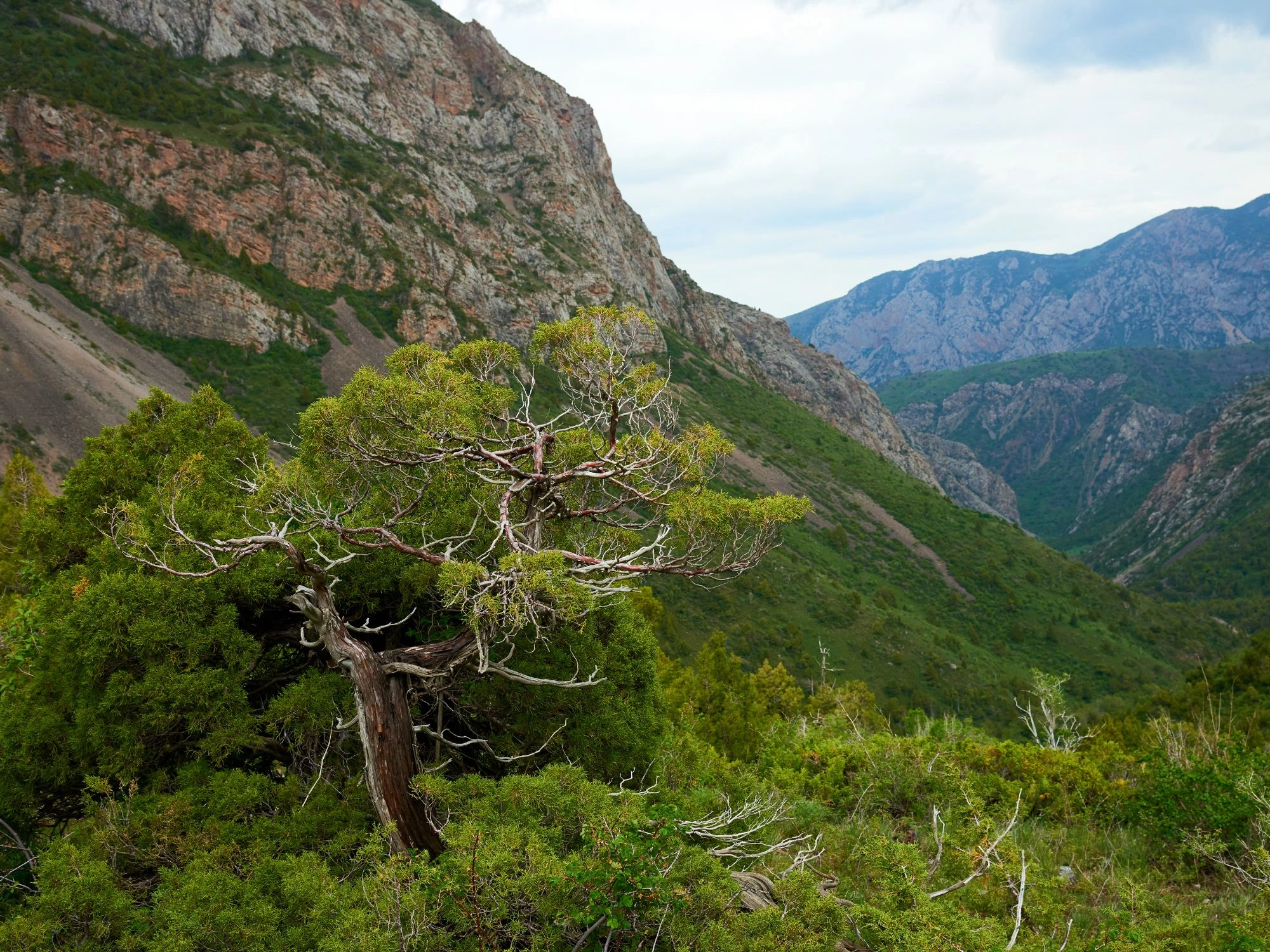 Juniper trees and rocky cliffs in Sayram-Ugam National Park, Kazakhstan’s scenic nature reserve.