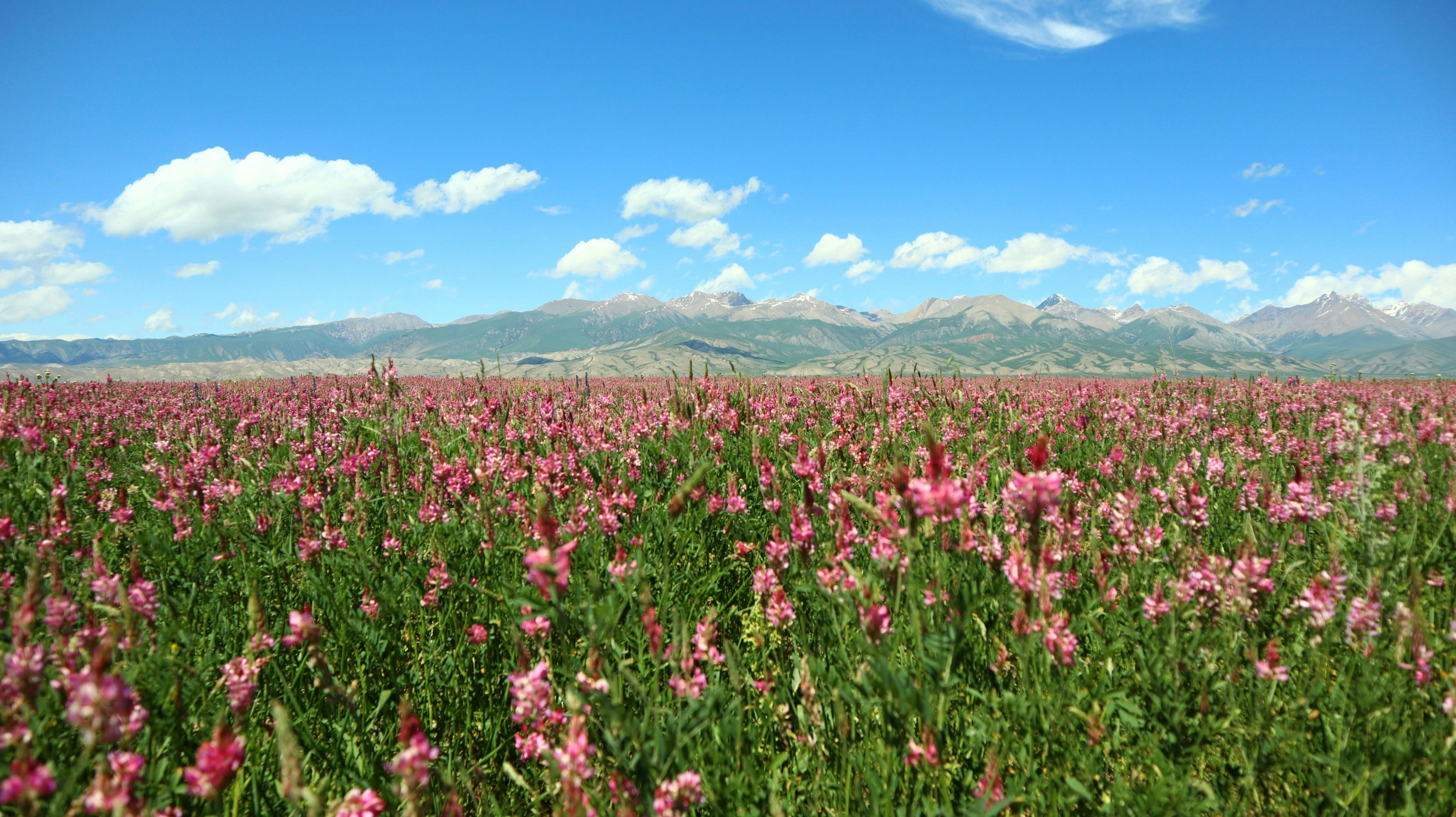 Vibrant pink wildflowers in Kyrgyz valley with snow-capped mountains in the distance.