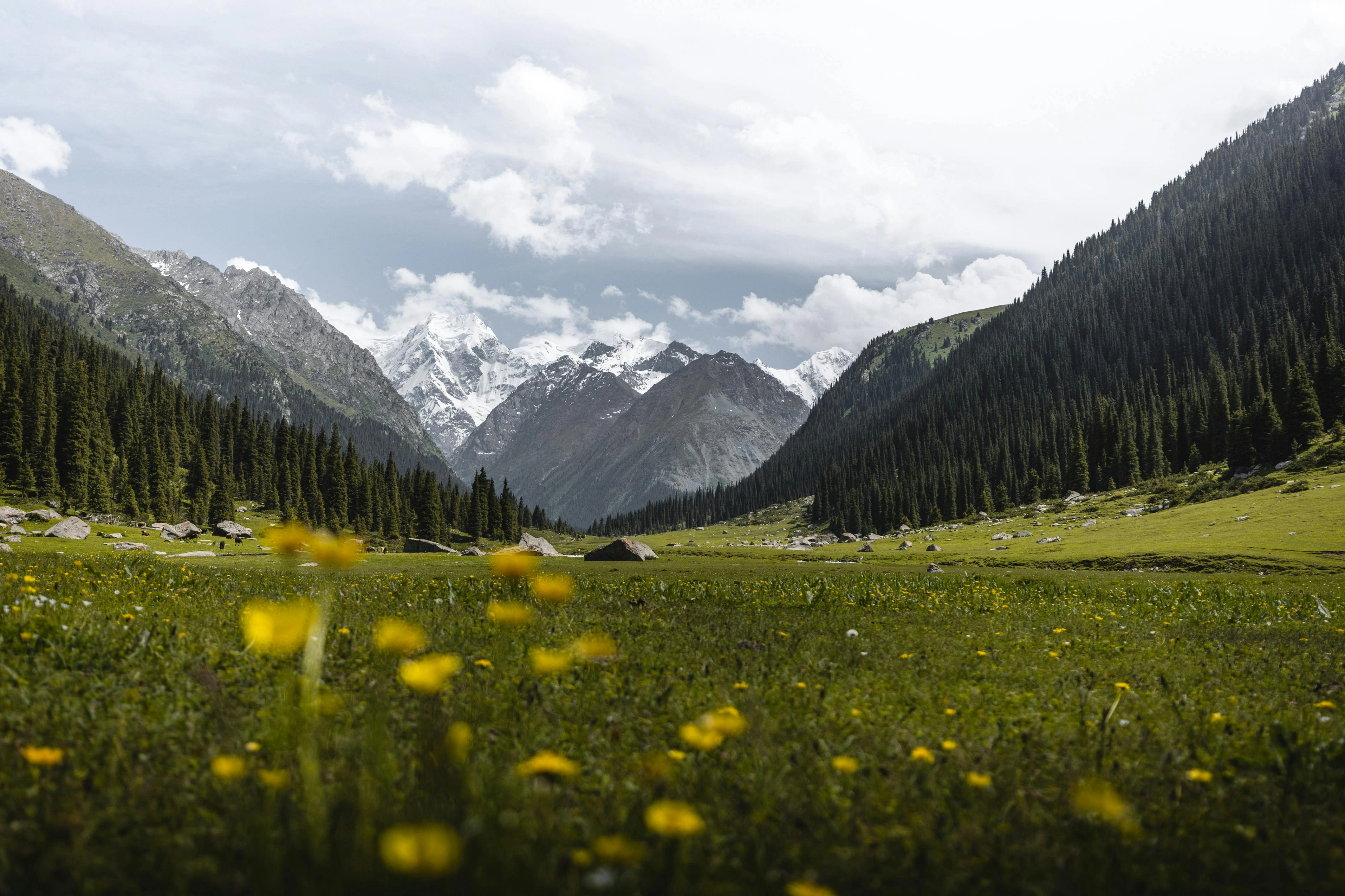 Snow-capped Kyrgyz mountains behind alpine valley dotted with yellow wildflowers.