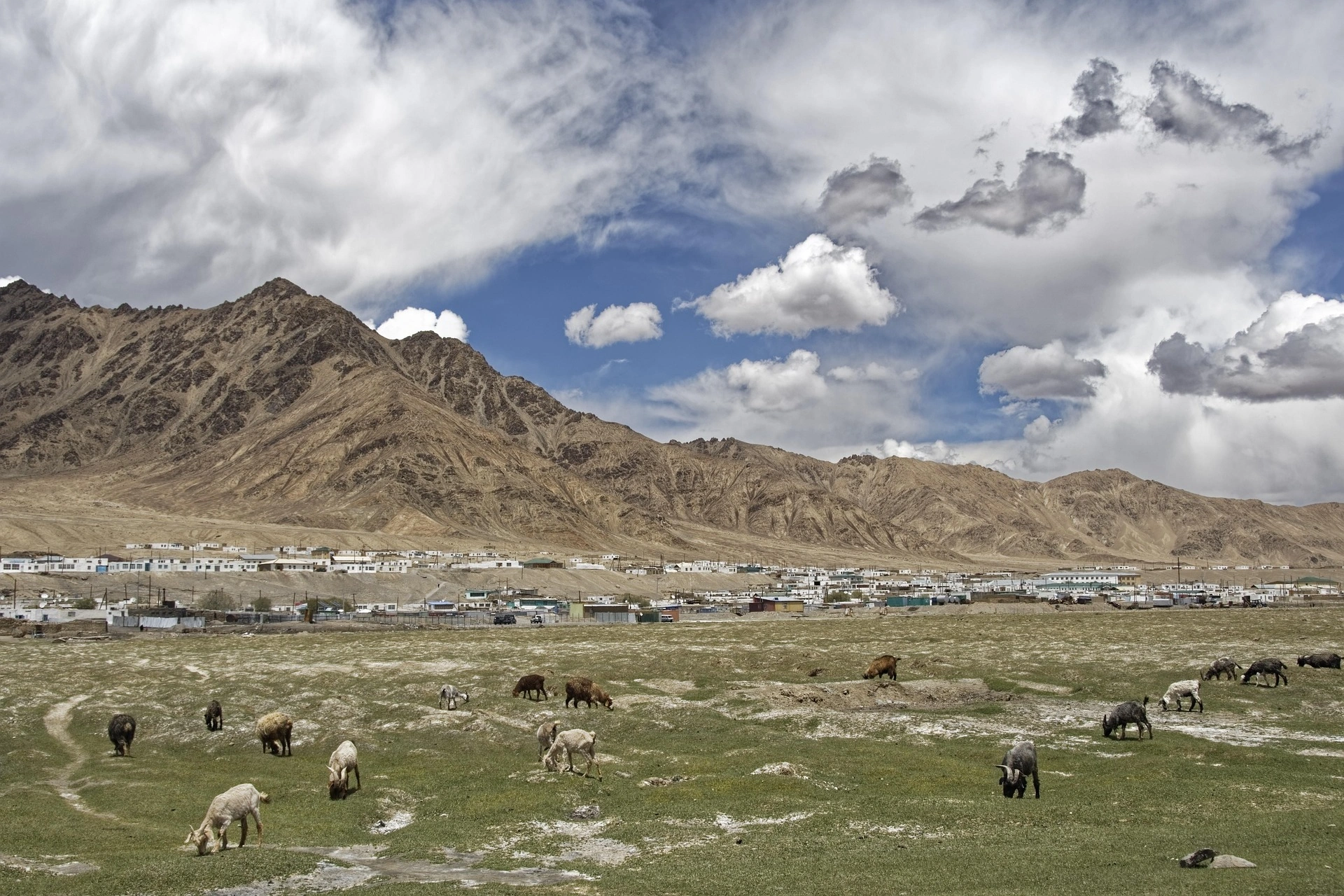 Livestock graze near Murghab town, surrounded by rugged peaks along Tajikistan’s Pamir Highway.