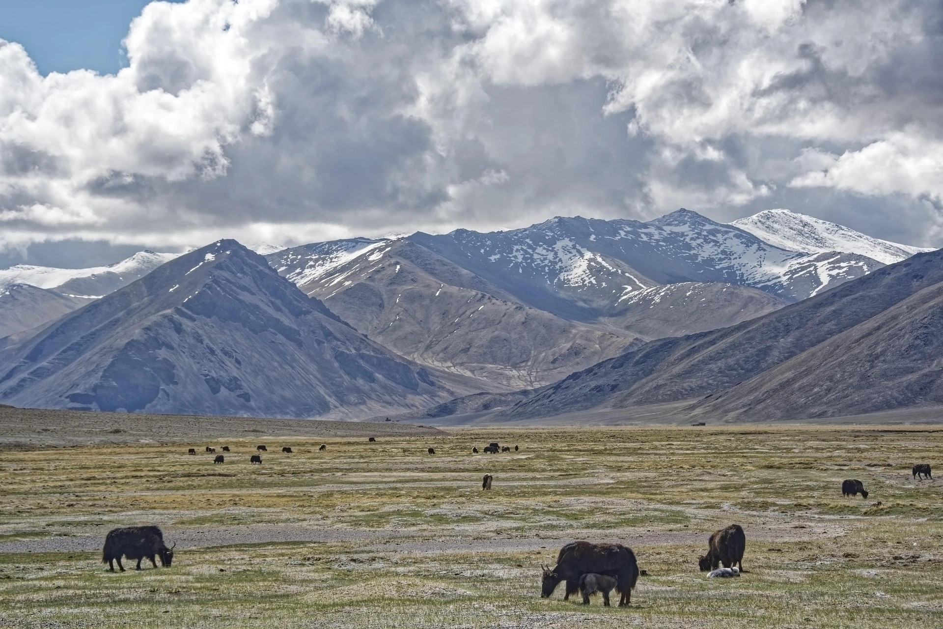 Yaks grazing on a high-altitude pasture below snowy peaks and cloudy skies in the Pamirs.