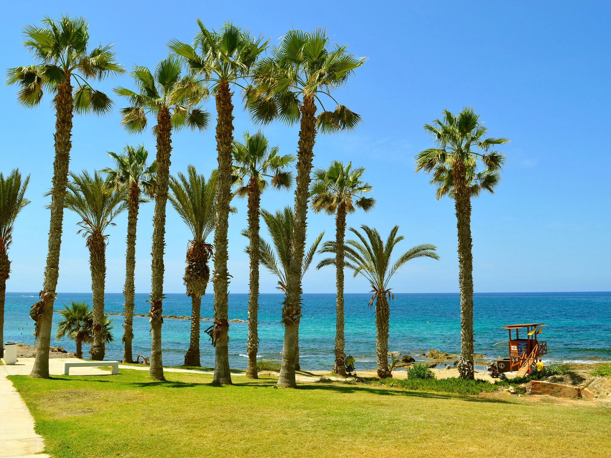 Palm trees and grassy coast by the sea in sunny Paphos, Cyprus.