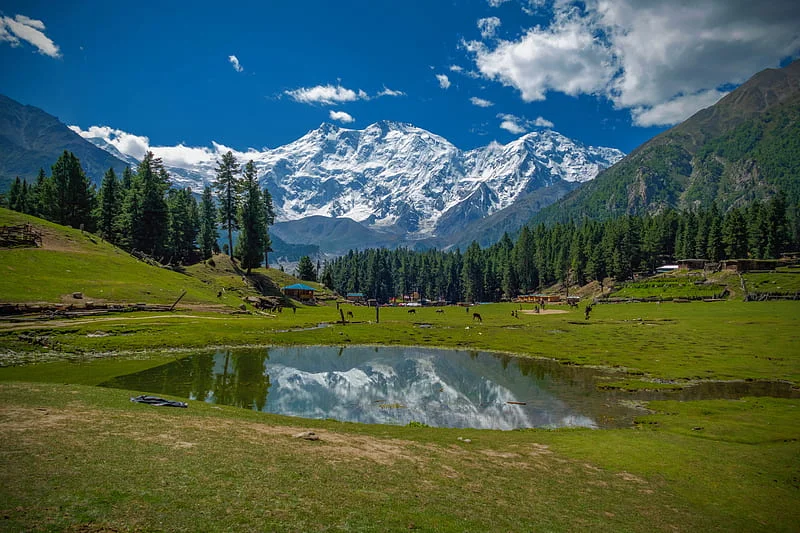 Nanga Parbat reflected in a peaceful meadow pond surrounded by pine trees at Fairy Meadows.