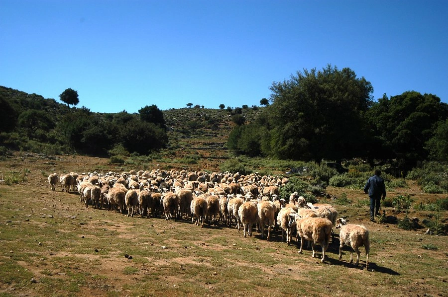 Shepherd walking with a large flock of sheep on a rural mountain trail in Crete.