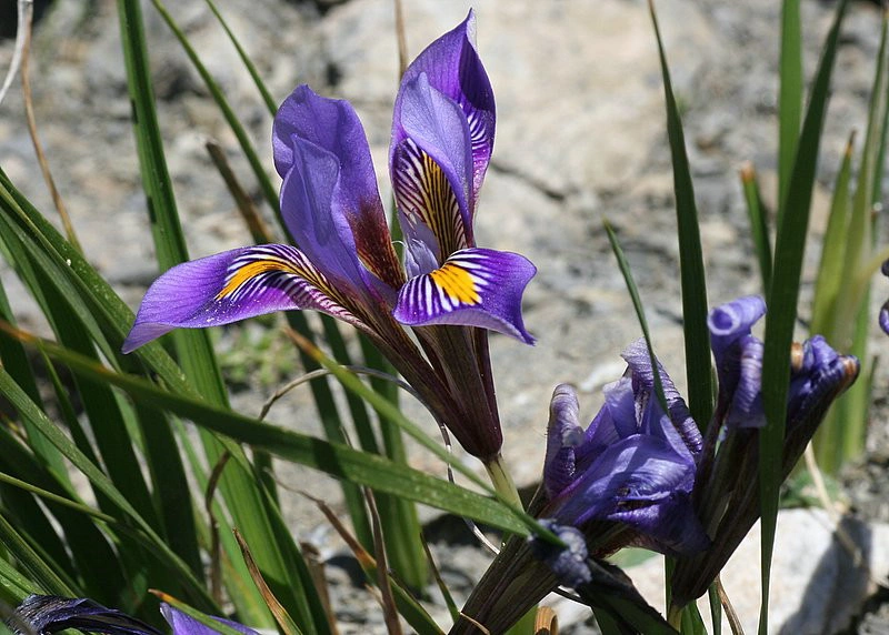  Close-up of Iris cretensis in bloom, native to Crete’s rocky spring landscapes.