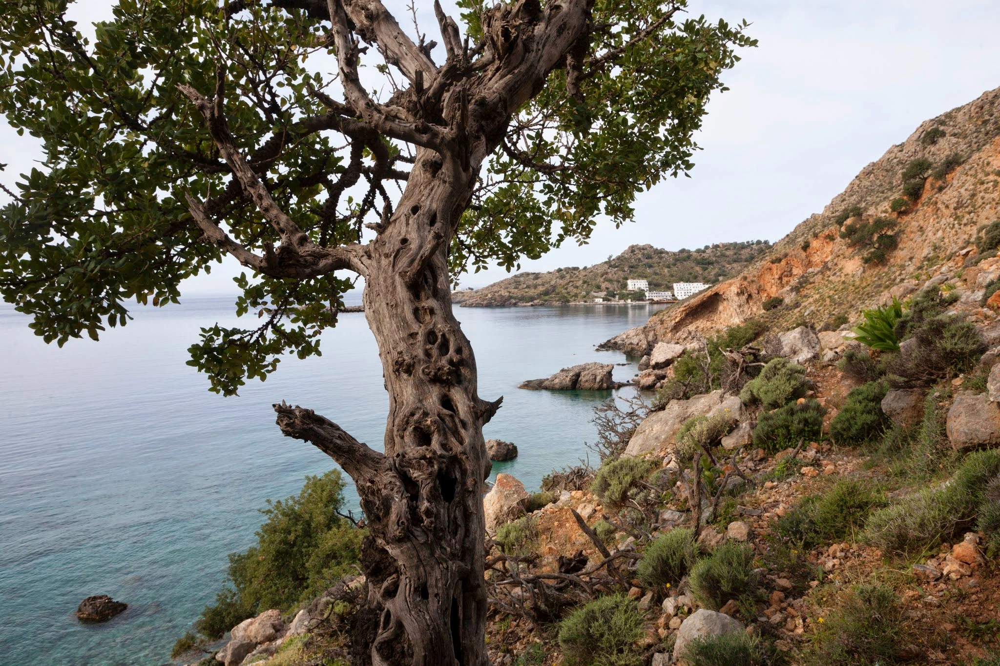 Twisted wild carob tree frames calm waters and rocky coast near Chora Sfakion in Crete.
