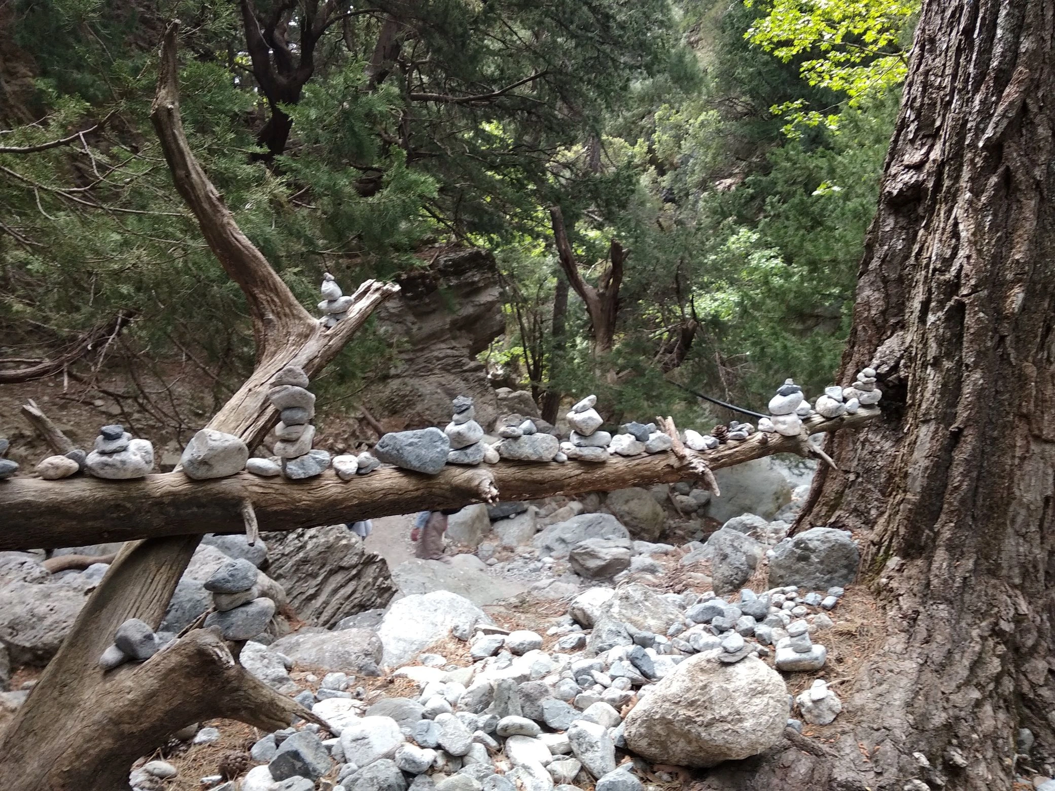 Small stacked stones balanced on a tree trunk in a forest trail, symbolic trail markers.