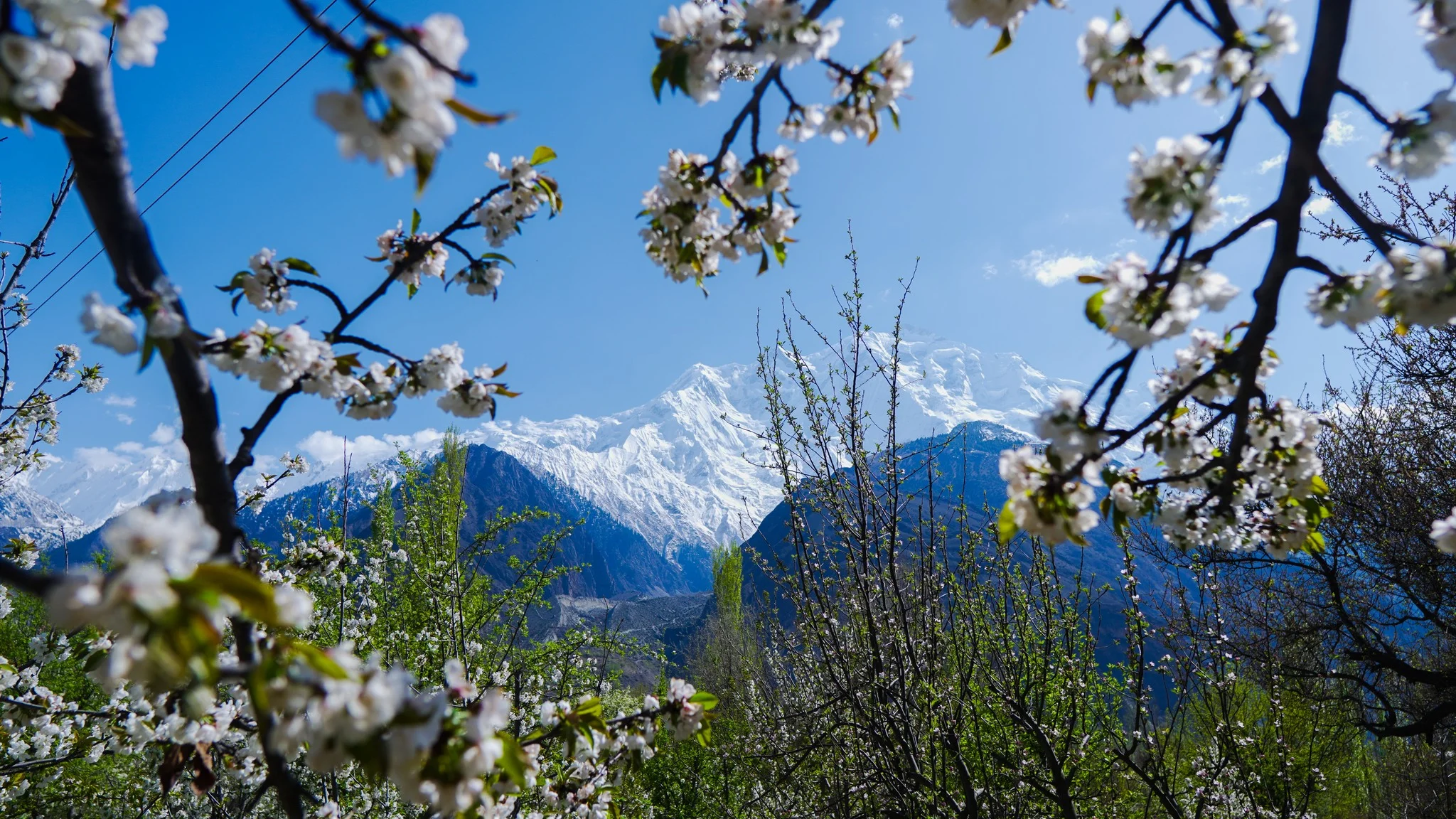 Snowy Hunza mountains framed by cherry blossoms and lush greenery under a bright spring sky.