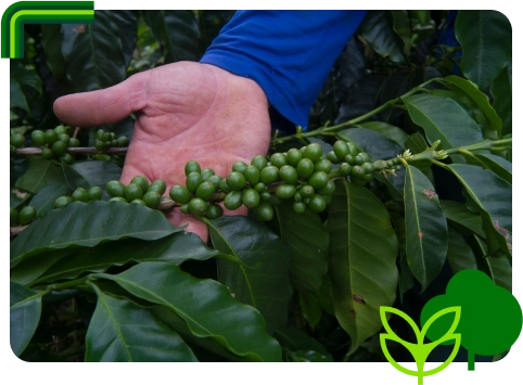 Grão de café verde