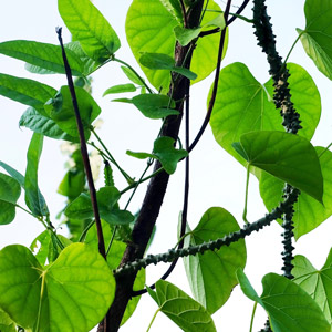 Guduchi