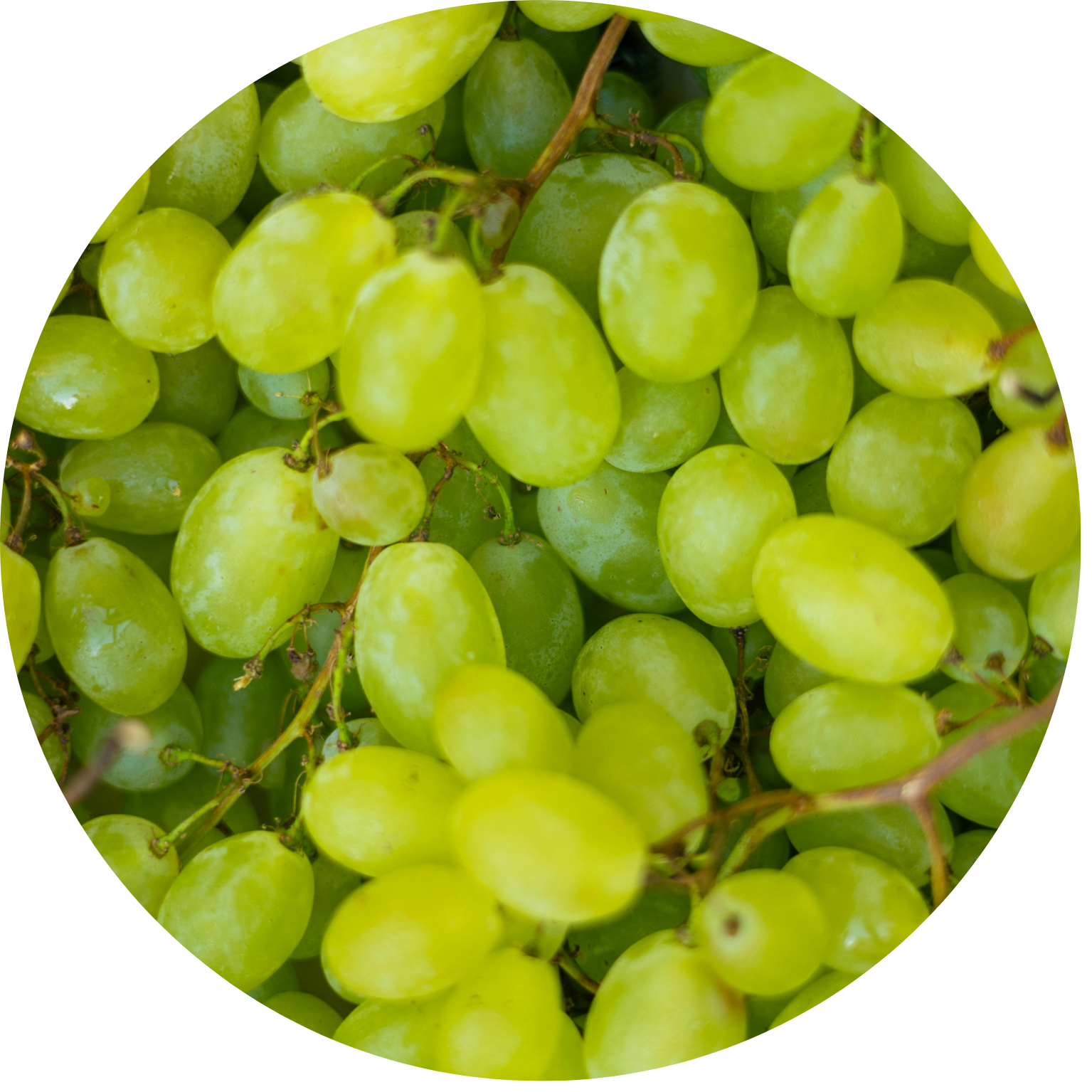 Traubenkern